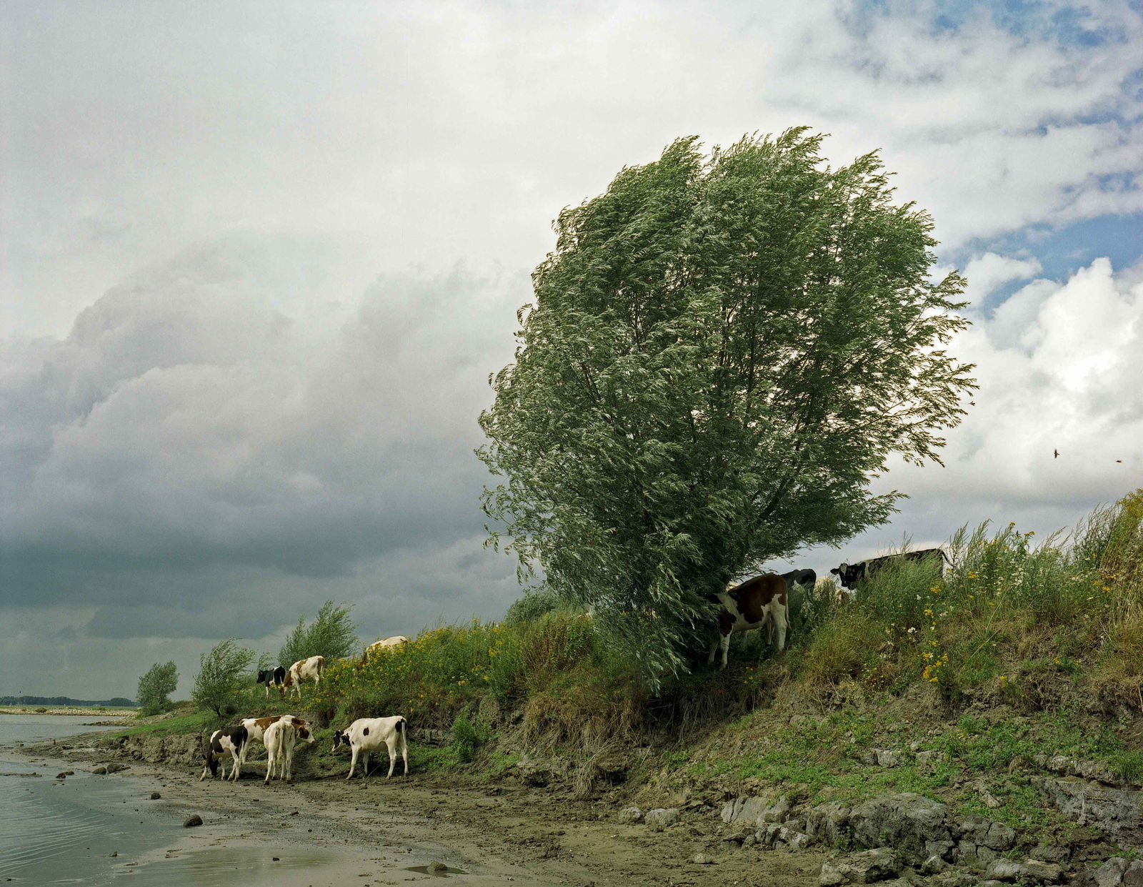 Han Singels, 16 gr Gamerense Waard 2006 2