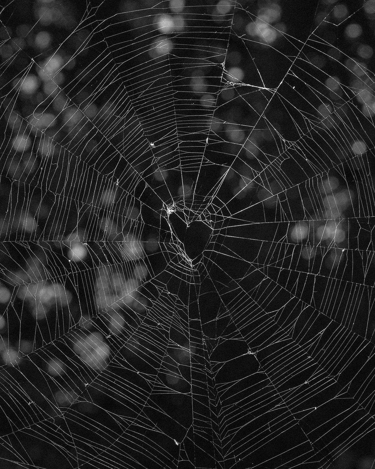 Donovan Smallwood, Languor 8