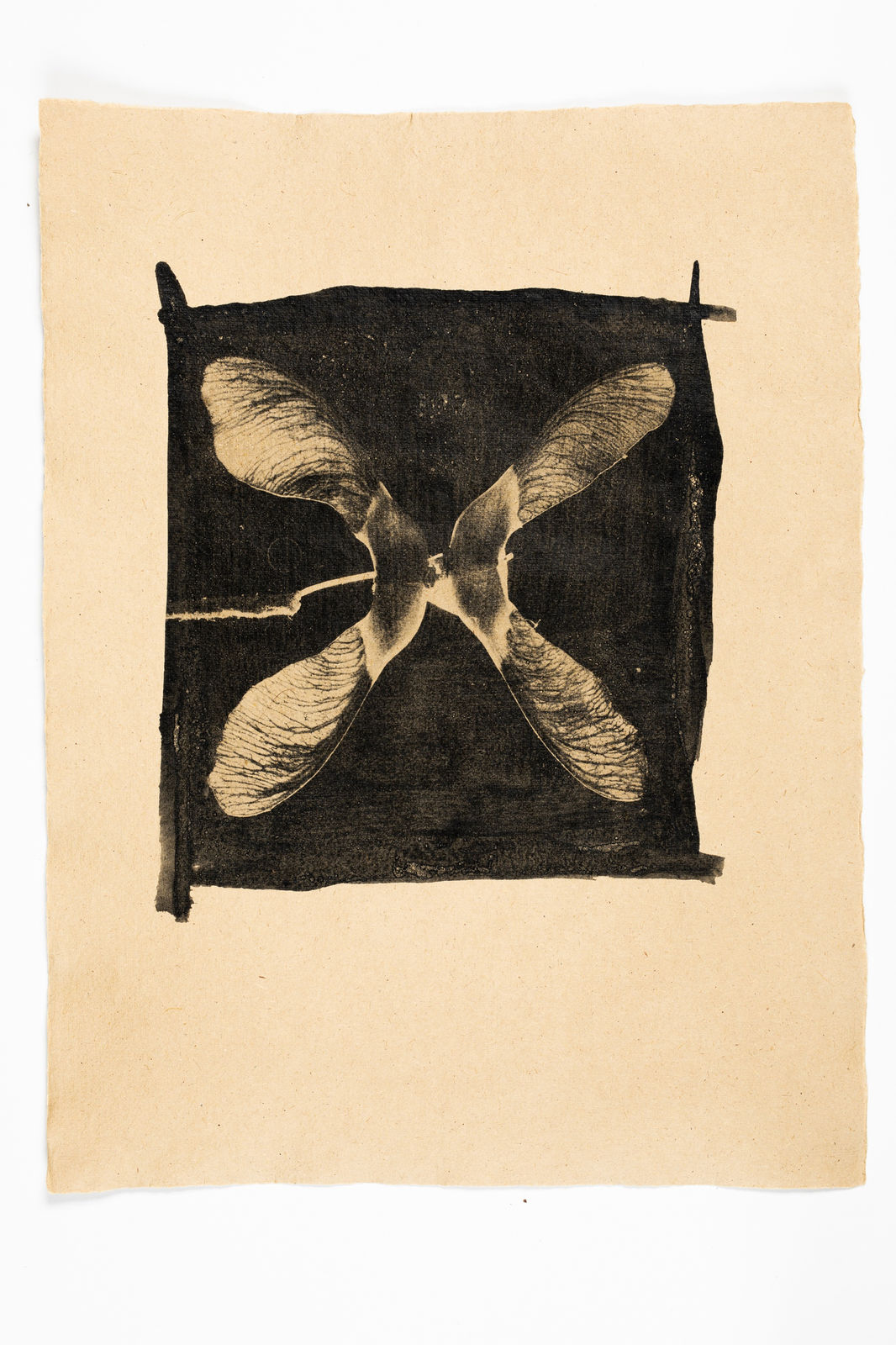 Andrej Lamut, Acer Negundo Study 01, 2021