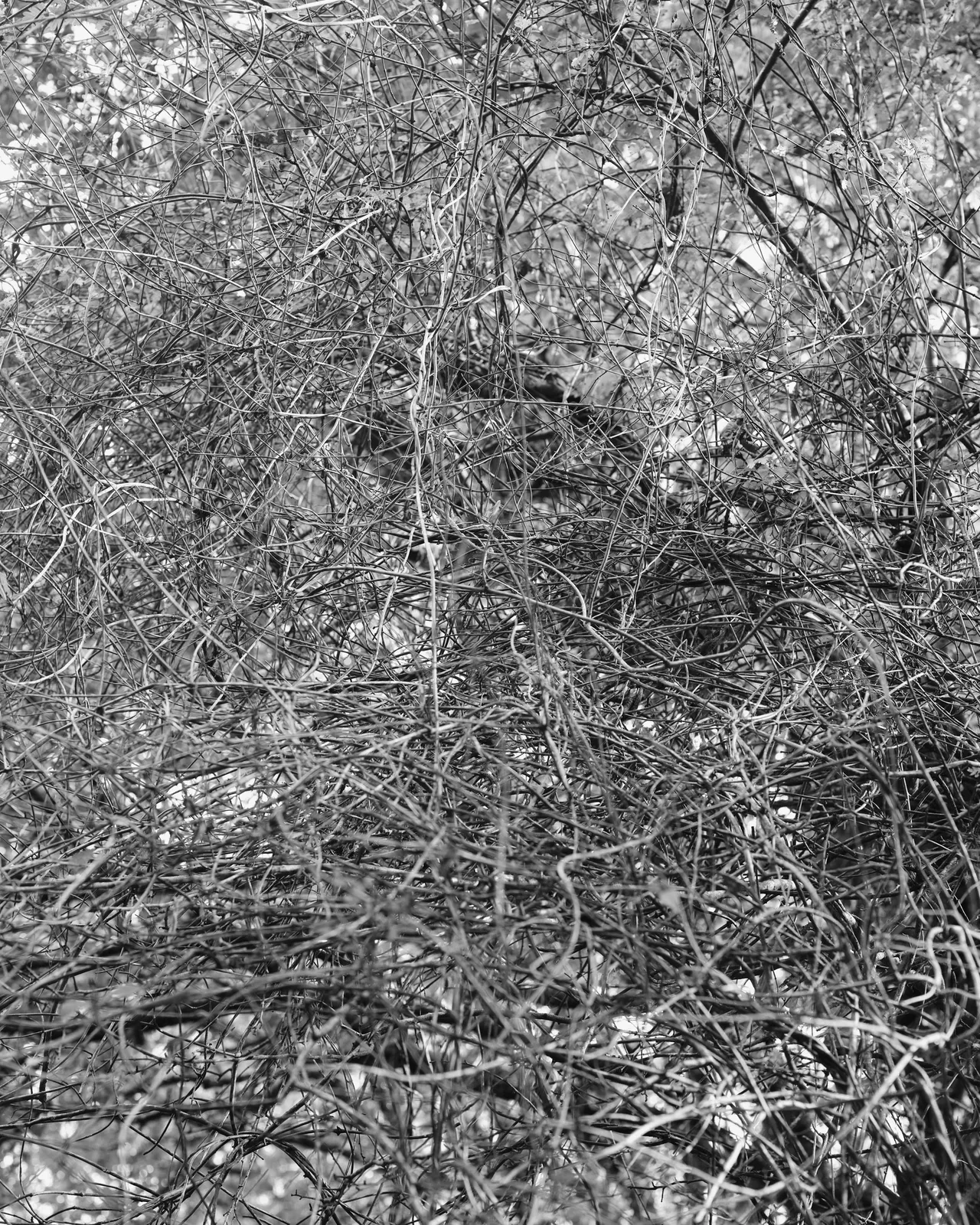 Ana Zibelnik, Untitled, 2021