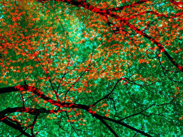 Metka Vergnion, Žareče listje / Sparkling foliages, 2009