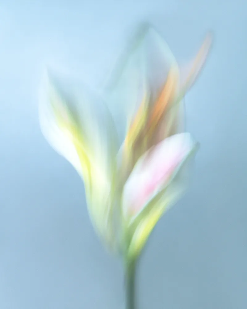 Olena Zubach, Lily, 2022