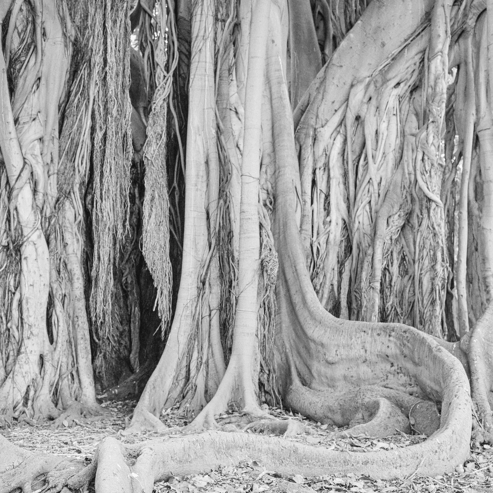 Andrej Lamut, Territory VII, 2022