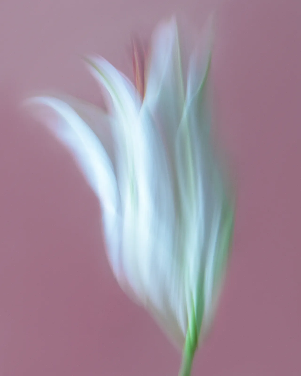 Olena Zubach, Lily #2, 2022