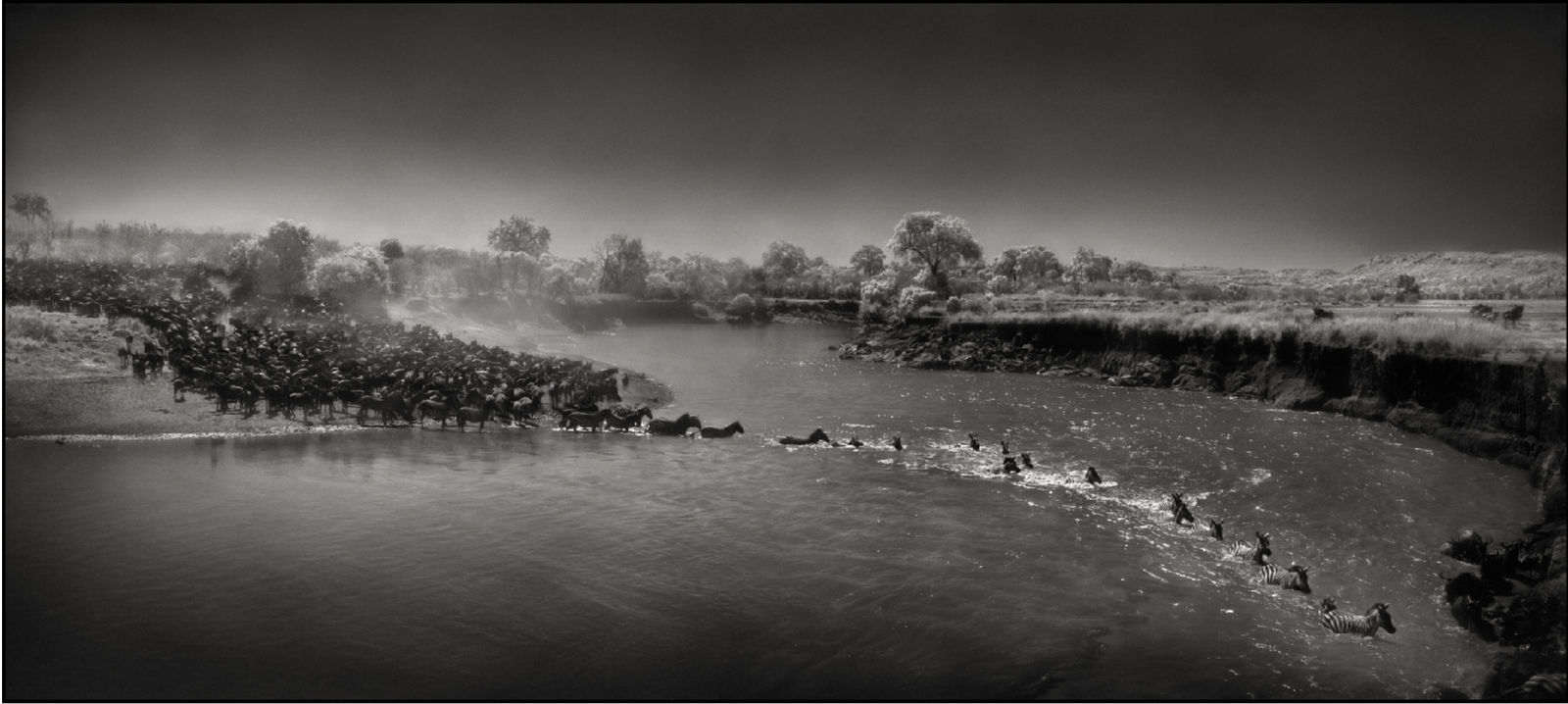 Nick Brandt, Zebra river crossing, Masai Mara, 2006