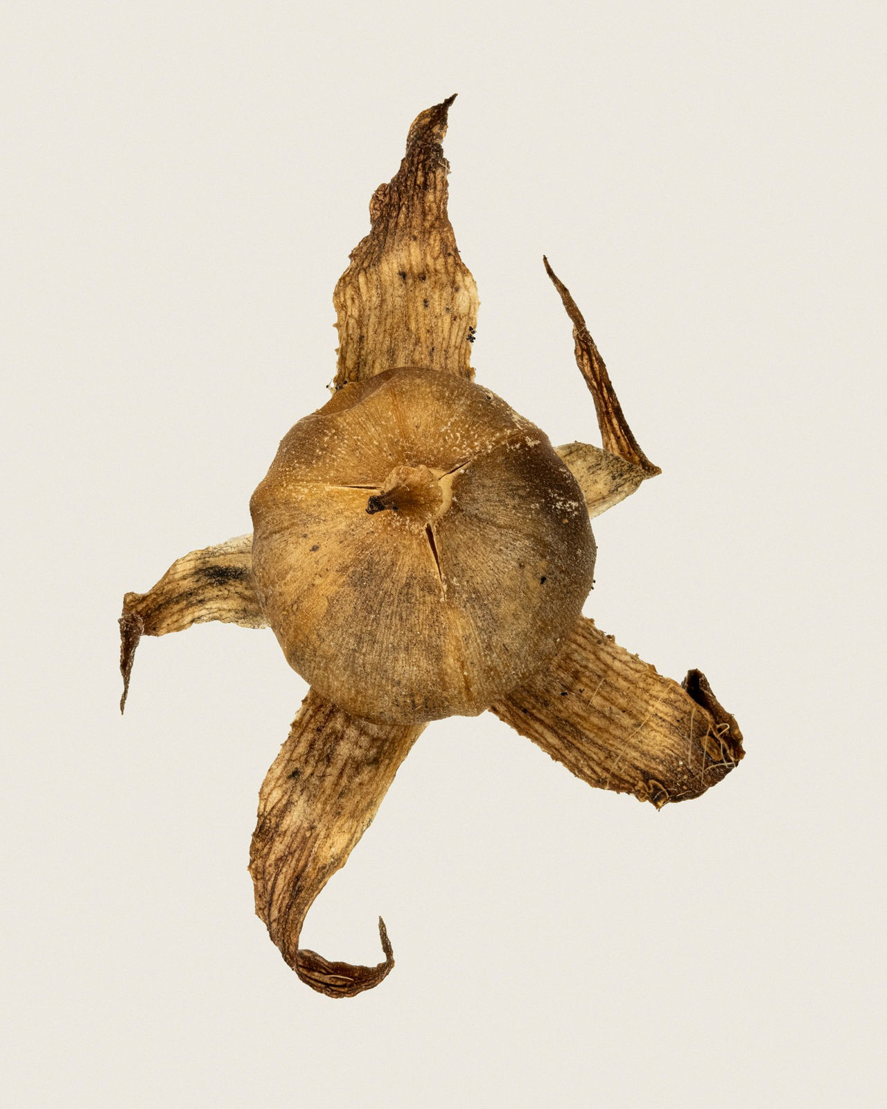 Tilyen Mucik, Ipomoea purpurea, 2025