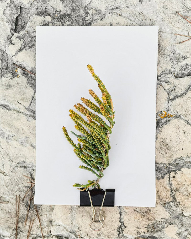 Tilyen Mucik, Salicornia europaea, 2021