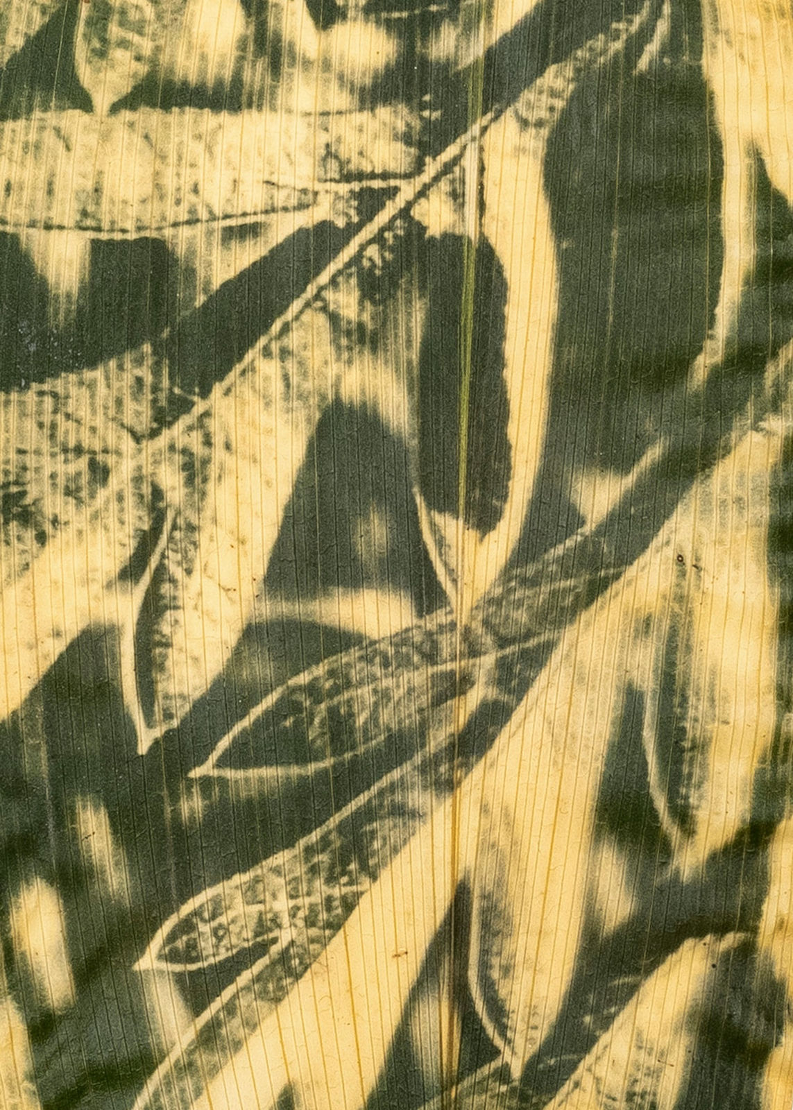 Tilyen Mucik, List oranžne kozmeje na ščitovki (detajl) / Orange Cosmos leaf on Aspidistra (detail), 2024