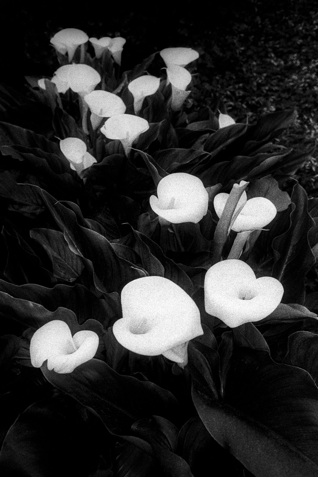 Yusuf Sevinçli, Tumult 042 La Rochelle, 2019