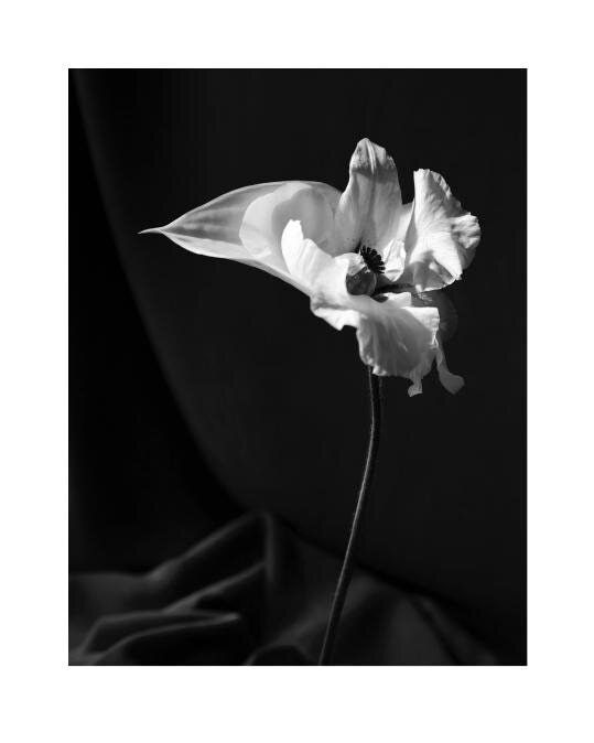 Brandy Kraft, Albopictus Maximus