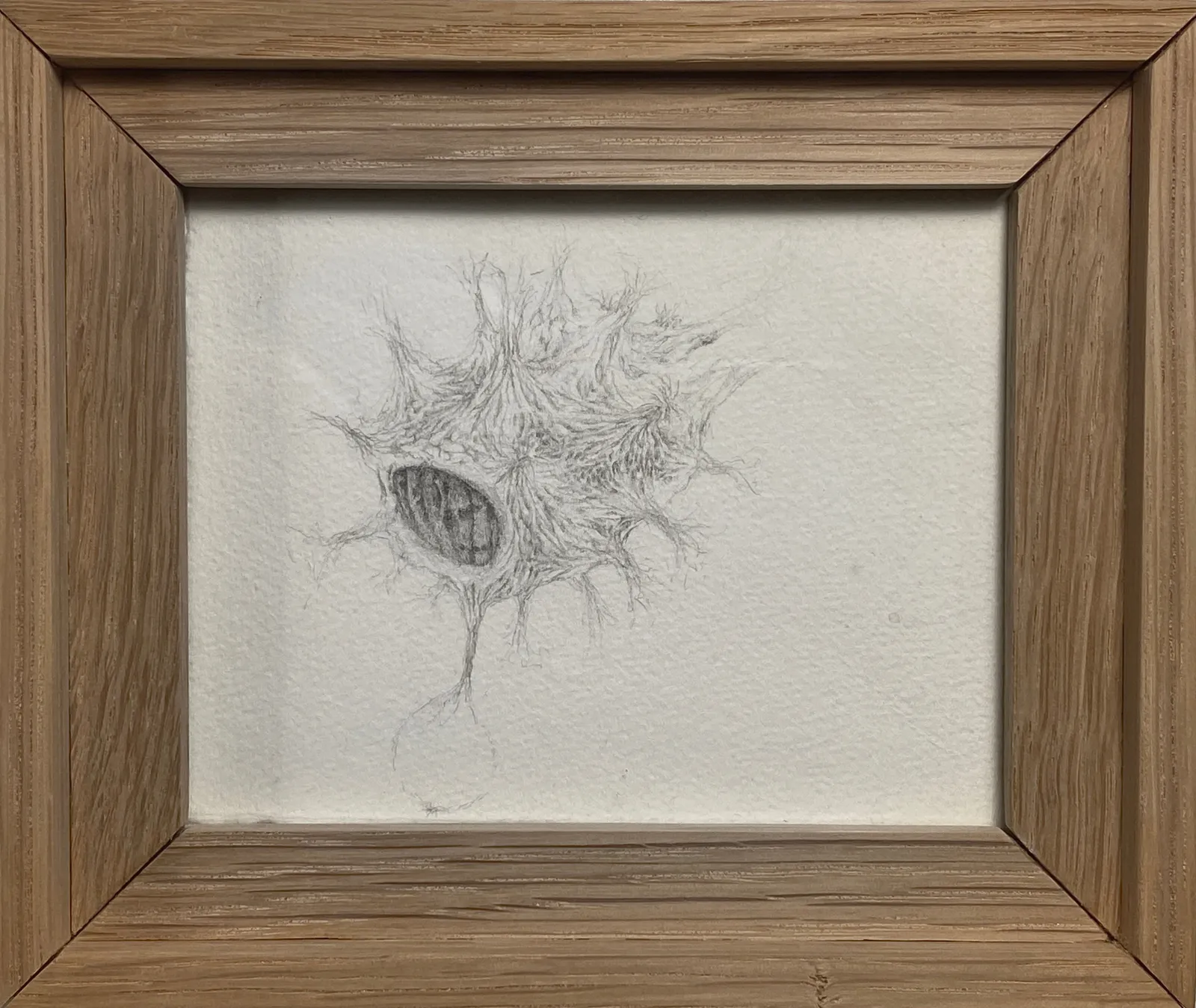 Johnathan Daily, Sea Spore (series Life Science), ca. 2000