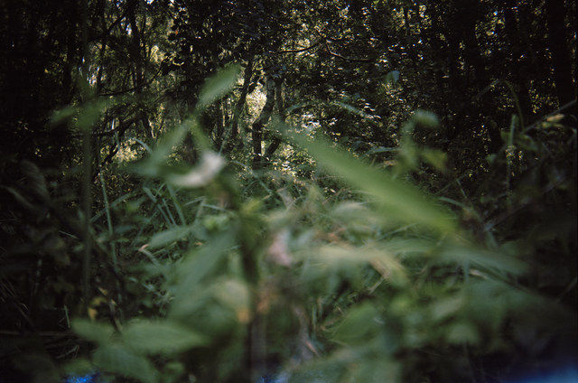 Annika Thörn Legzdins, Hagestad VI, 2015