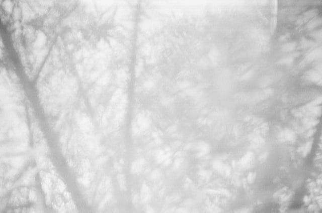 Annika Thörn Legzdins, Salix Alba IV, 2017