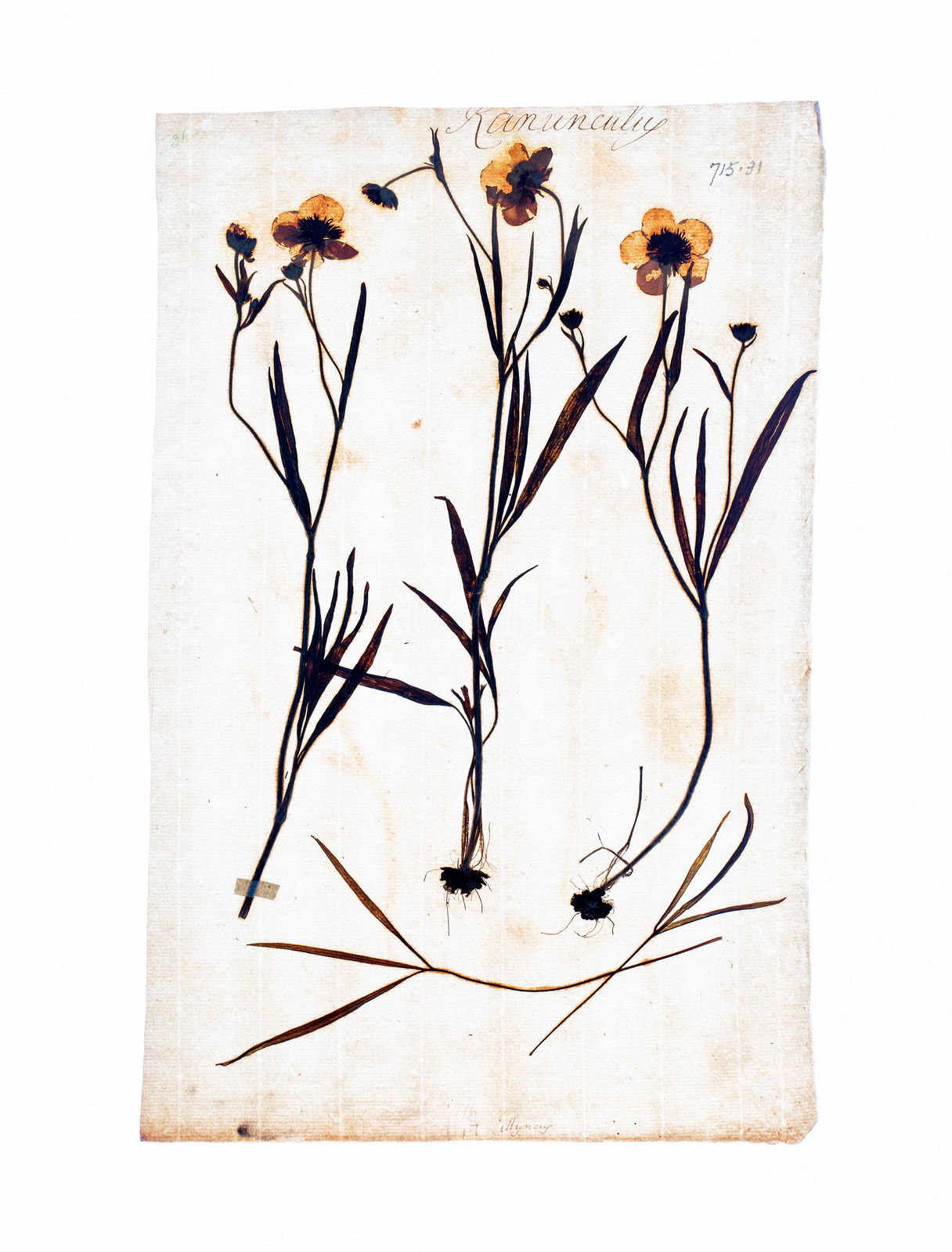 LENA GRANEFELT, Ranunculus, 2023