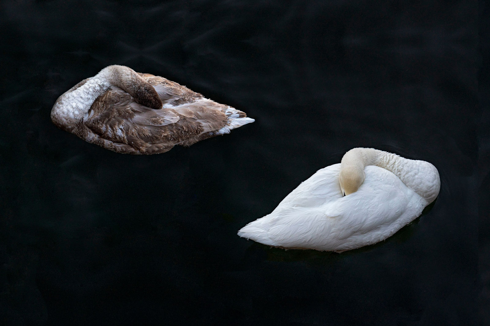 CHARLOTTE FRÖLING, The Swan No. 3, 2022