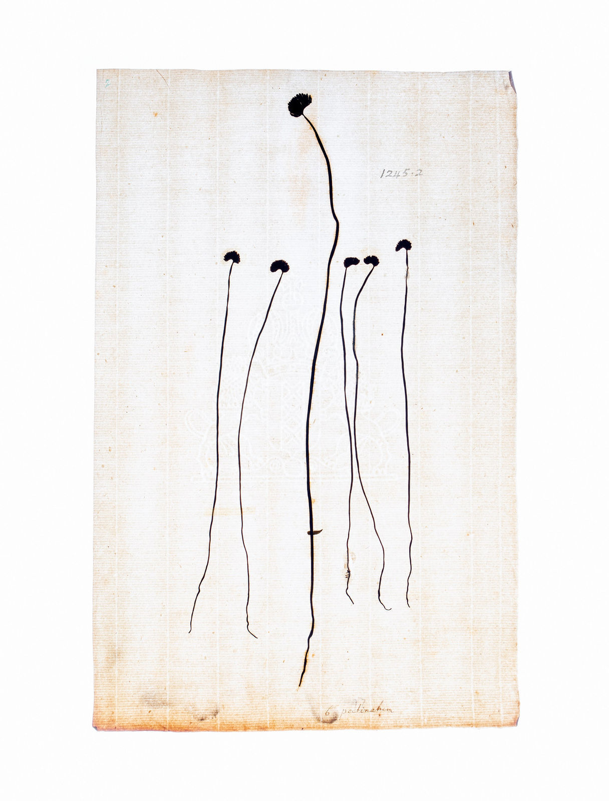 LENA GRANEFELT, Acrostichum, 2023