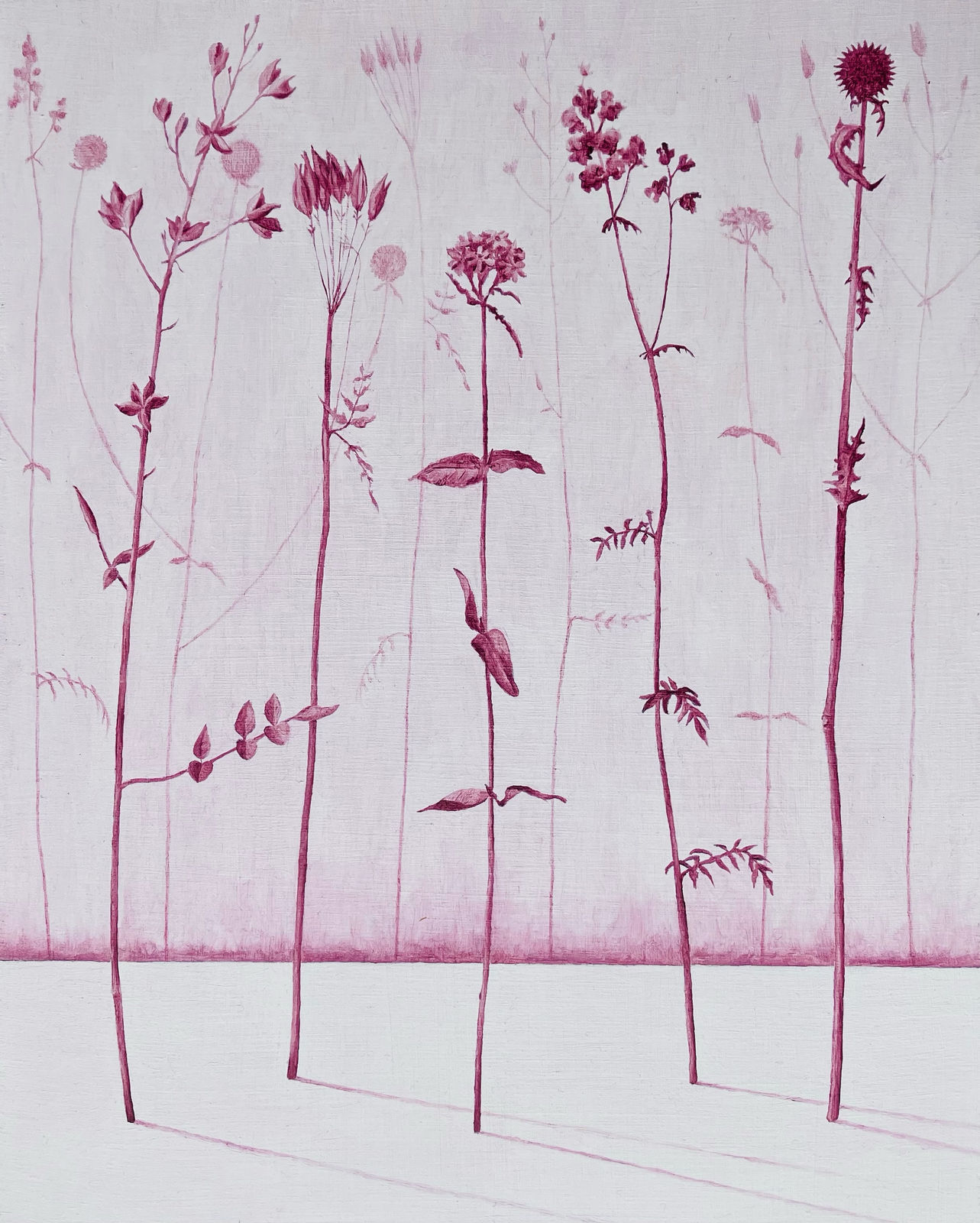 MARIA HALL, Beröringens rodnad – Flora V, 2024