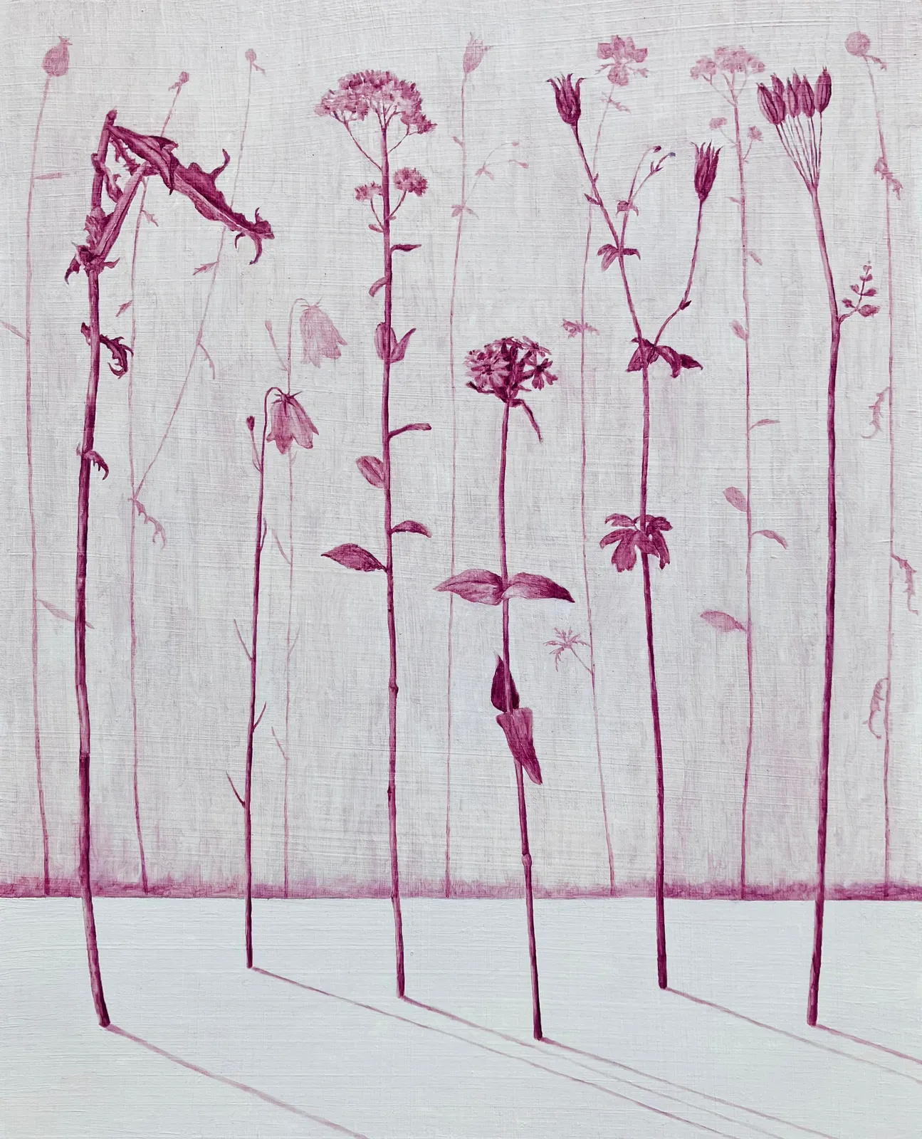 MARIA HALL, Beröringens rodnad – Flora III, 2023