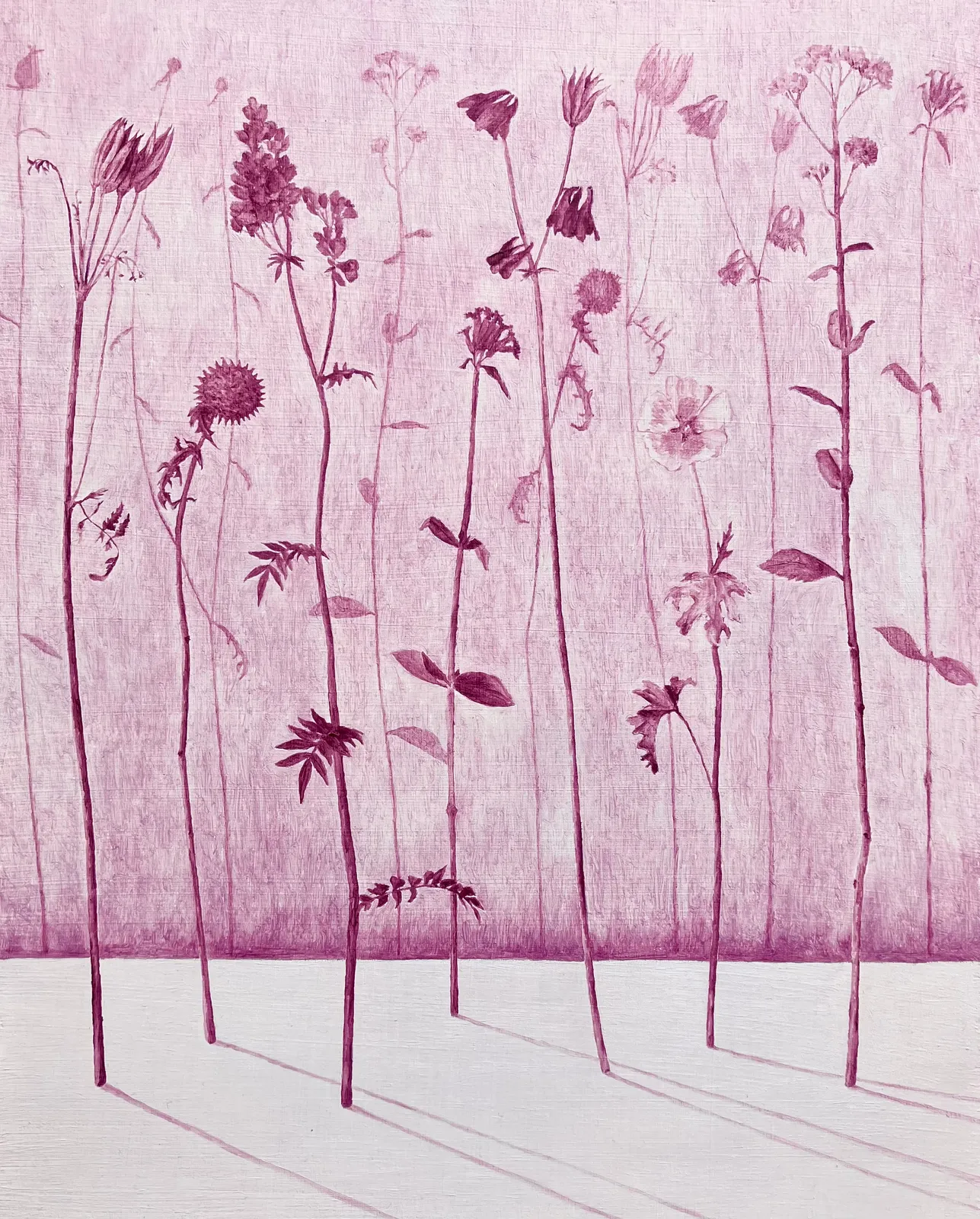 MARIA HALL, Beröringens rodnad – Flora II, 2023