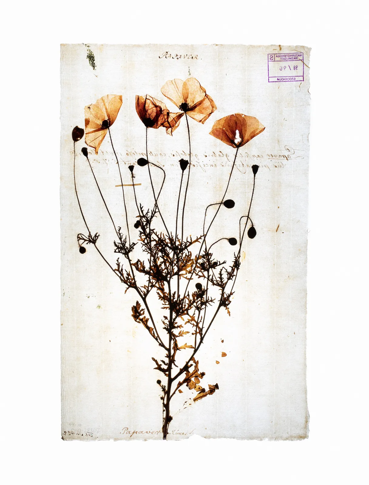 LENA GRANEFELT, Papaver, 2023