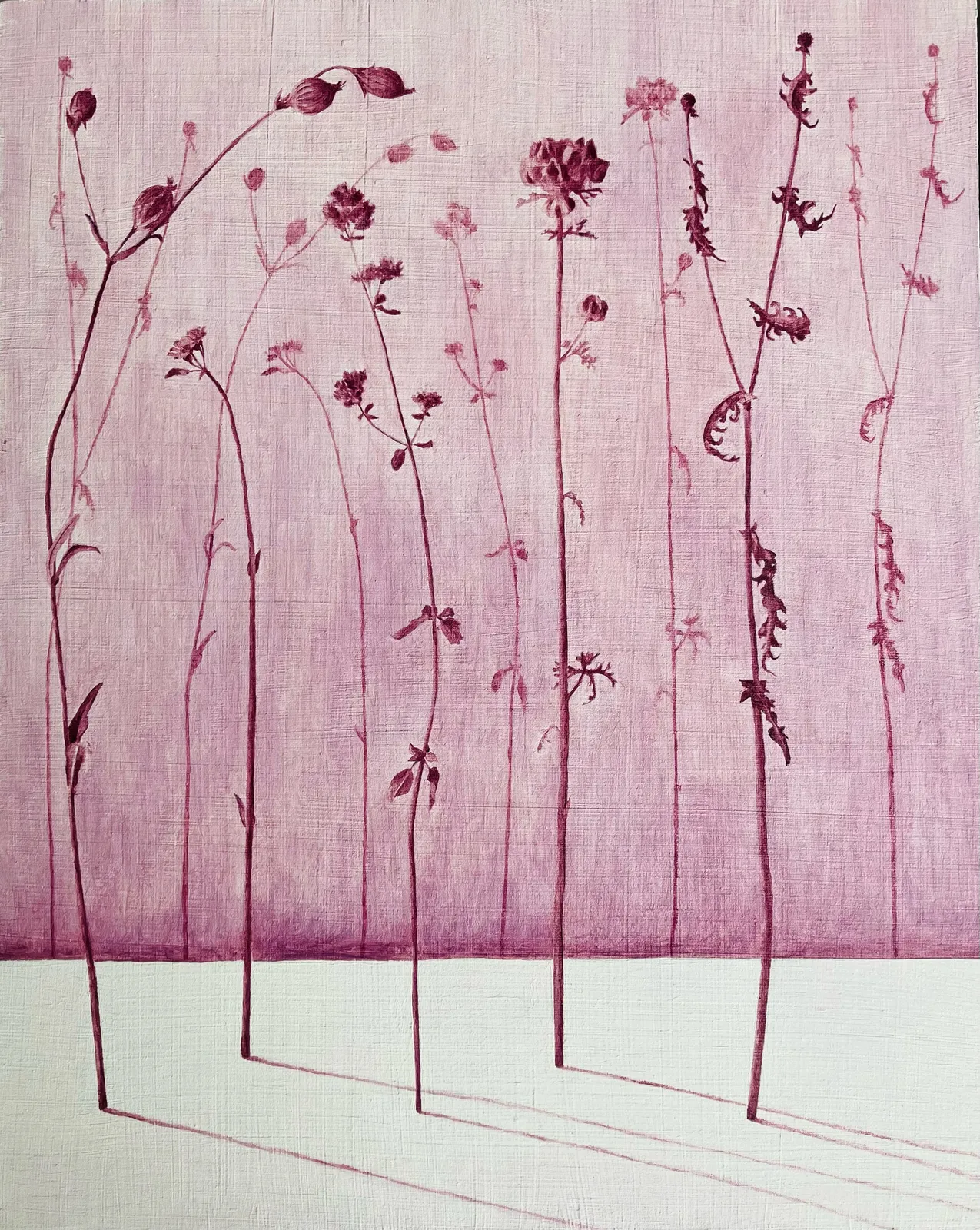 MARIA HALL, Beröringens rodnad – Flora IV, 2024