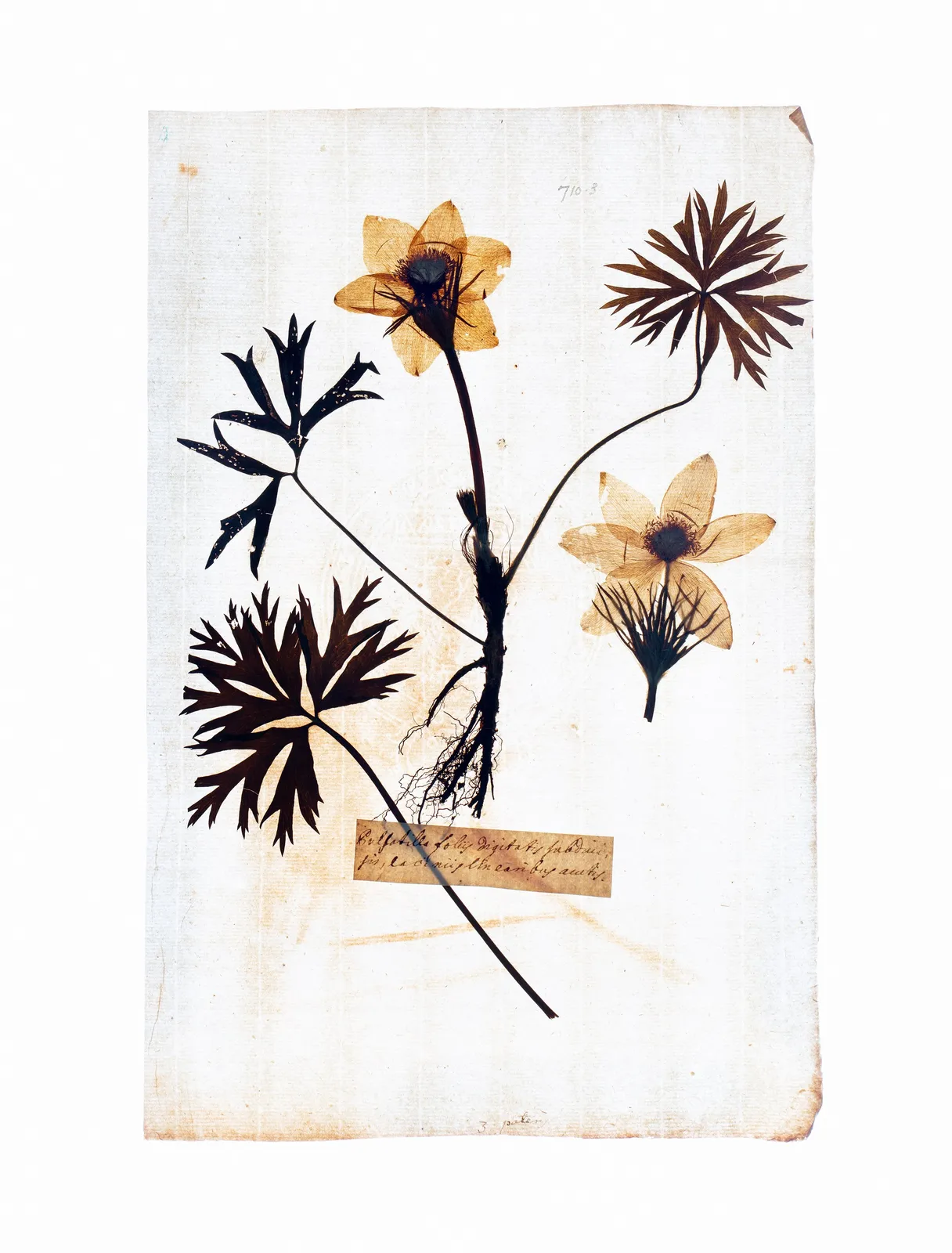 LENA GRANEFELT, Anemone , 2023