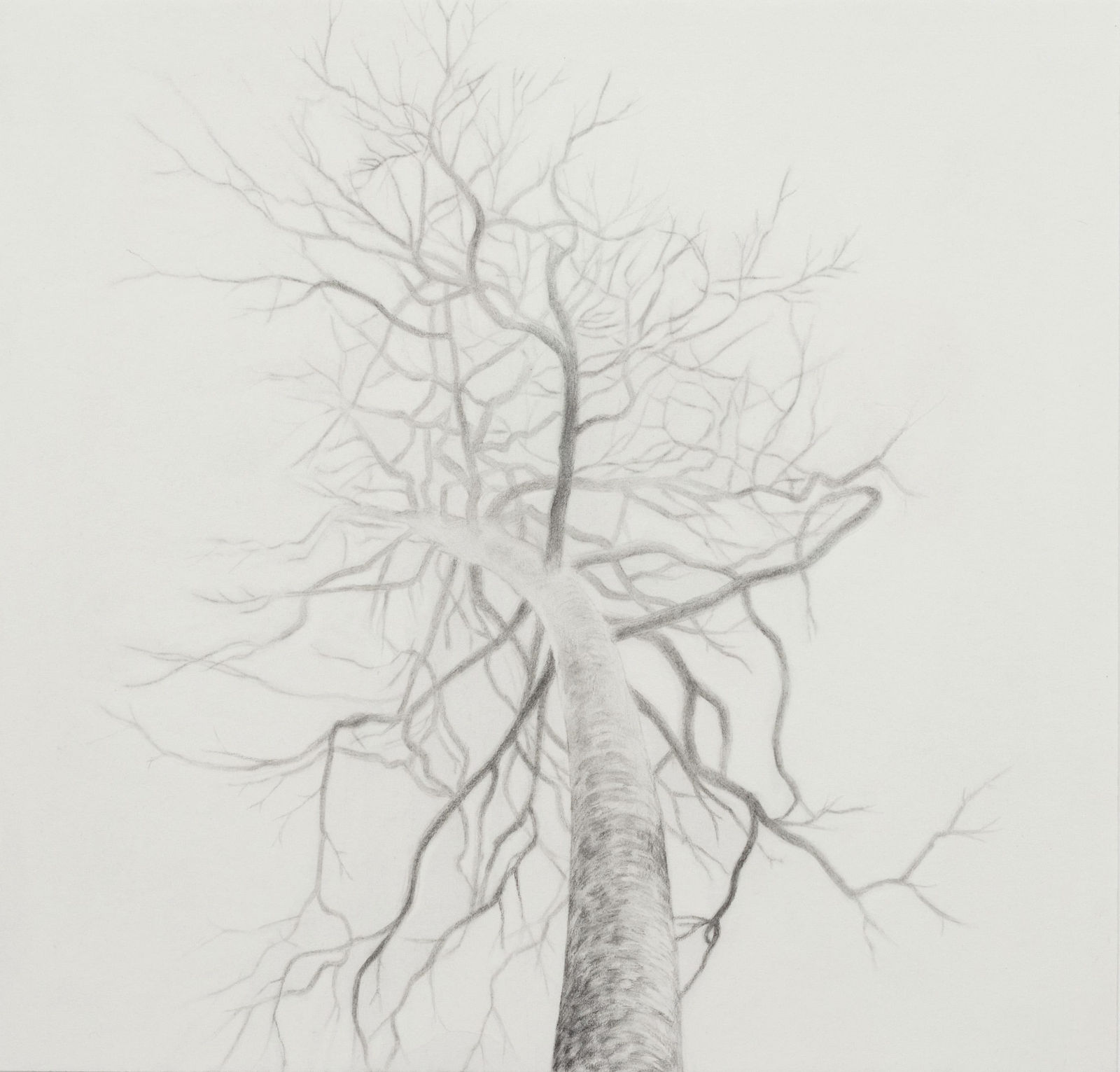 Carl Hammoud, The Frog’s Perspective, 2025