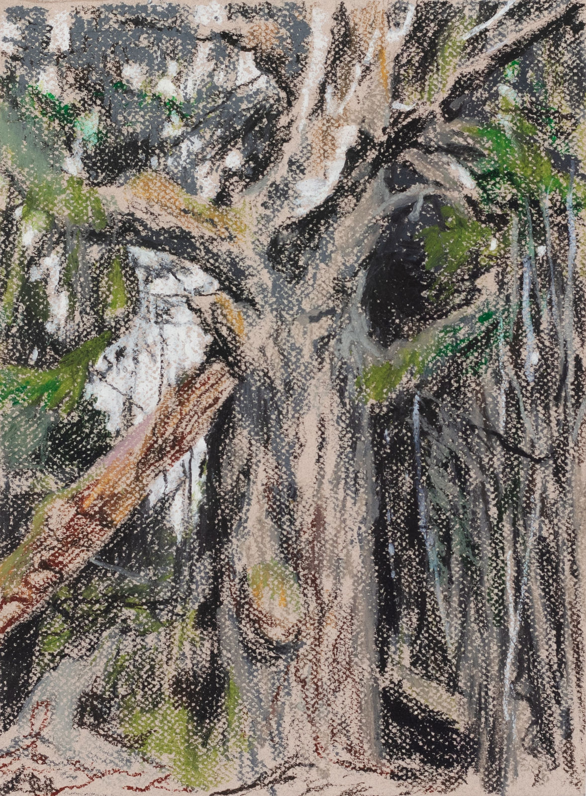 Susanne Johansson, The Deadwood Birchtree, 2024