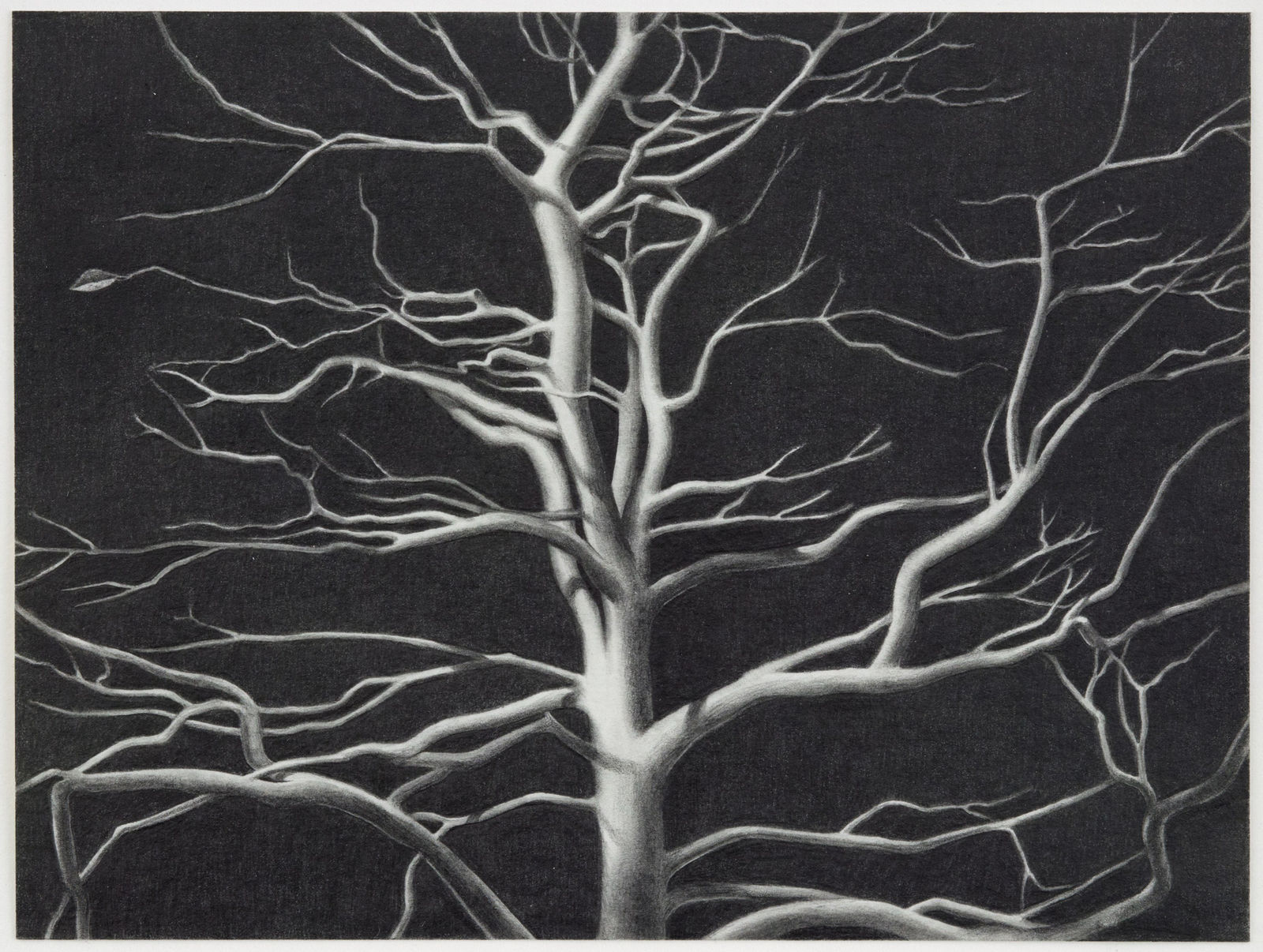 Carl Hammoud, Tree, 2024