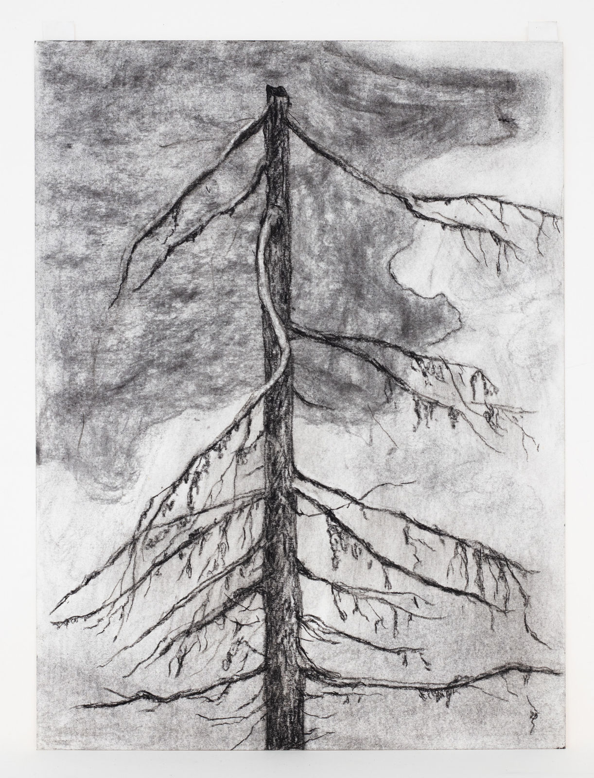 Jeff Olsson, Trädstudie II / Tree Study II, 2025