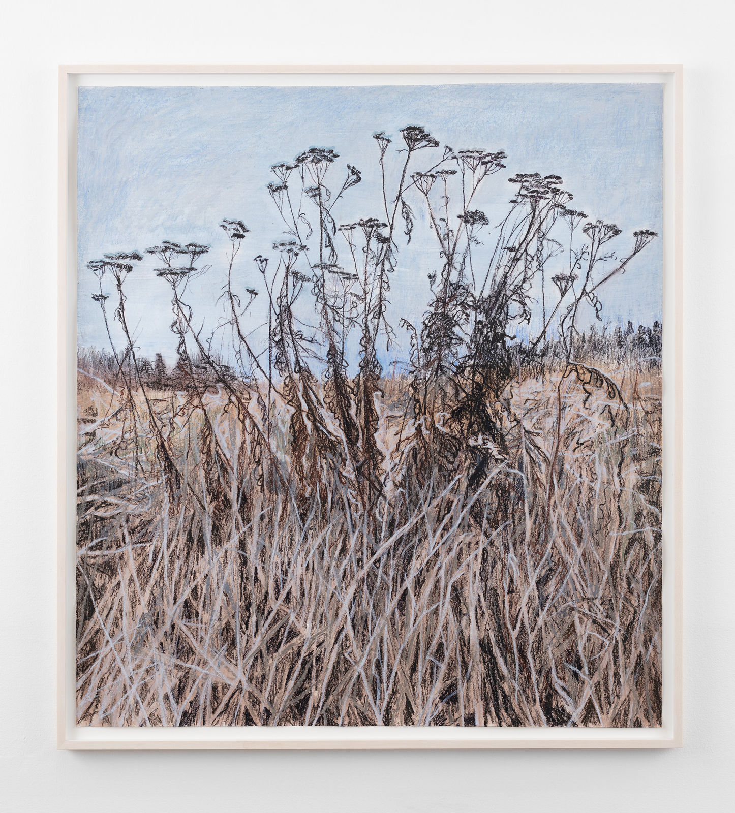 Susanne Johansson, Rölleka / Yarrow, 2024