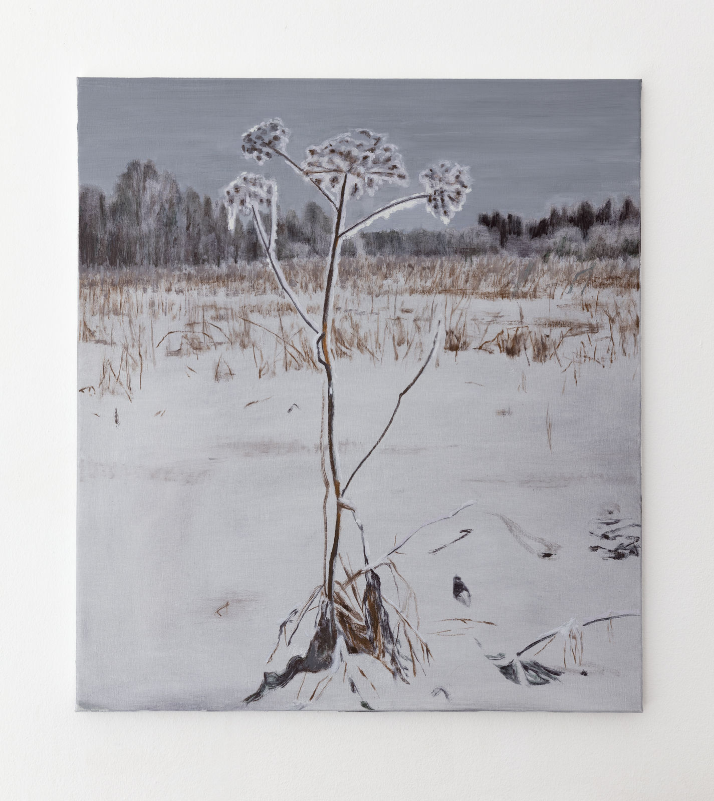 Susanne Johansson, Björnloka / Cow Parsnip, 2021