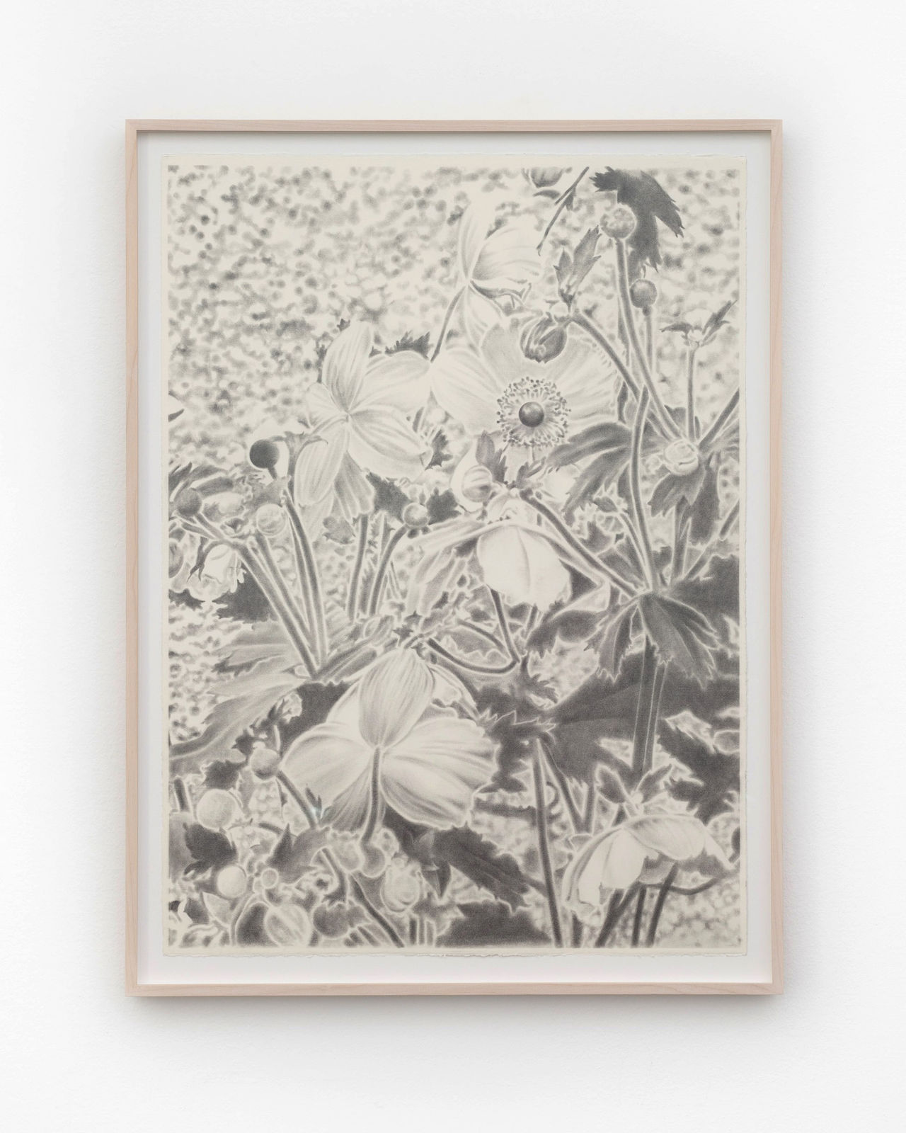 Carl Hammoud, Thalia, 2025