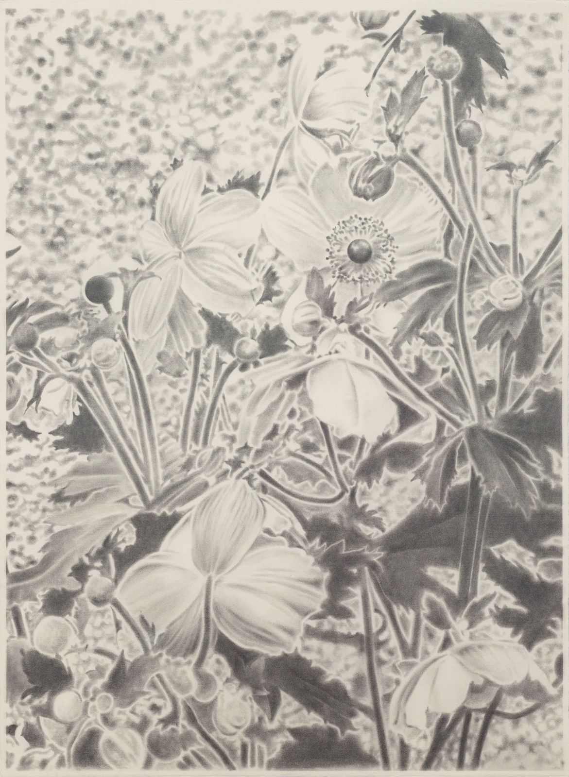 Carl Hammoud, Thalia, 2025