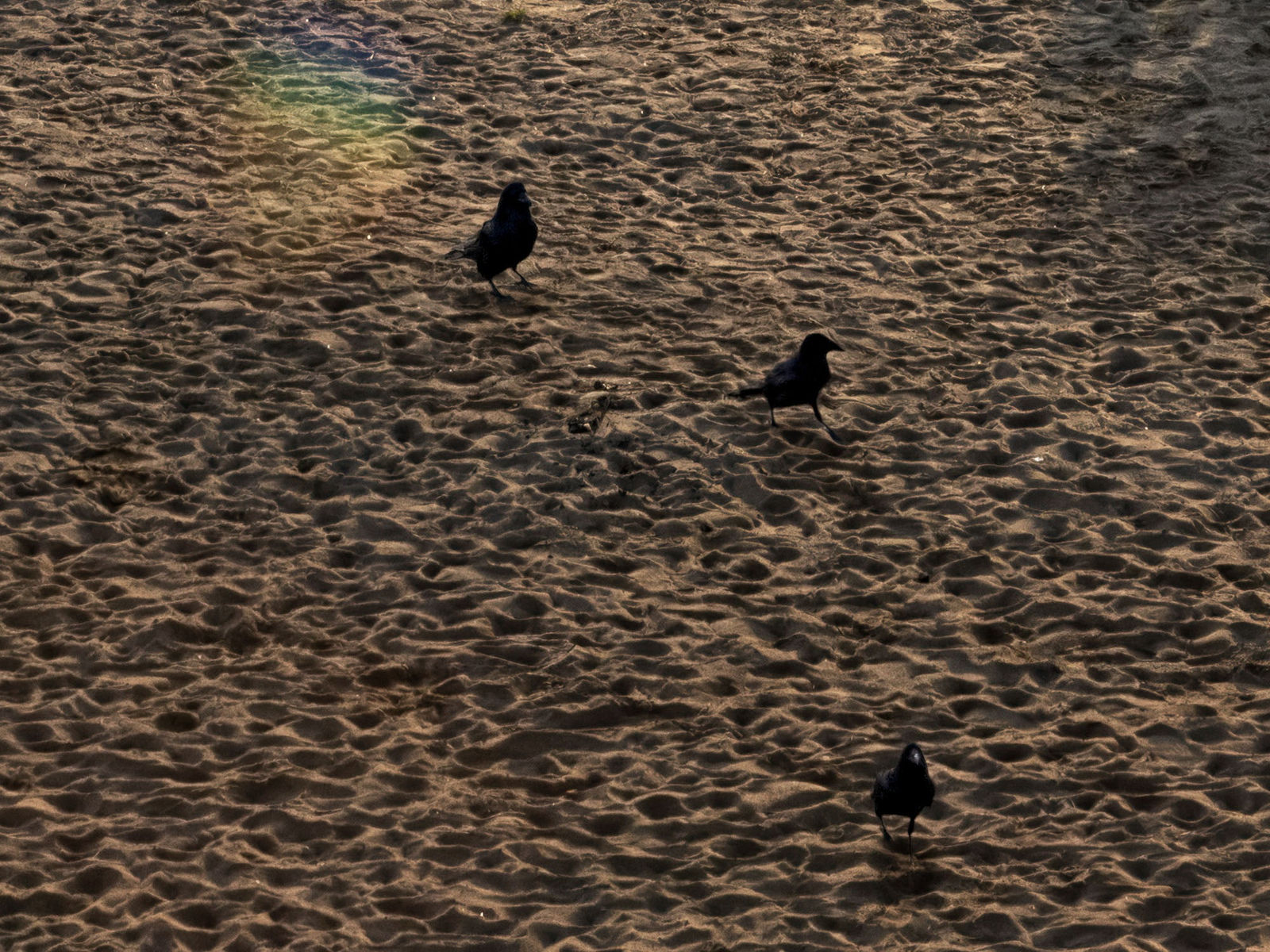 Ulf Lundin, Hawaiihôla (June 26, 2020), 2023