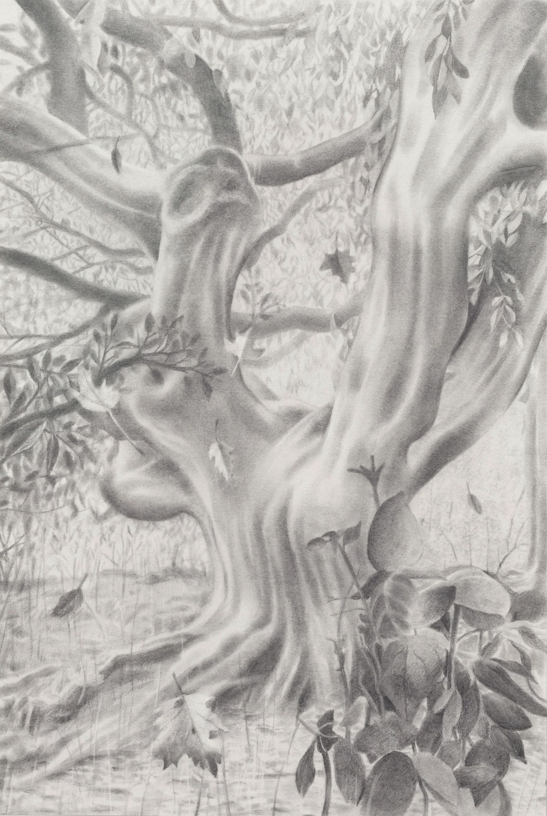 Carl Hammoud, Alpine Garden, 2025