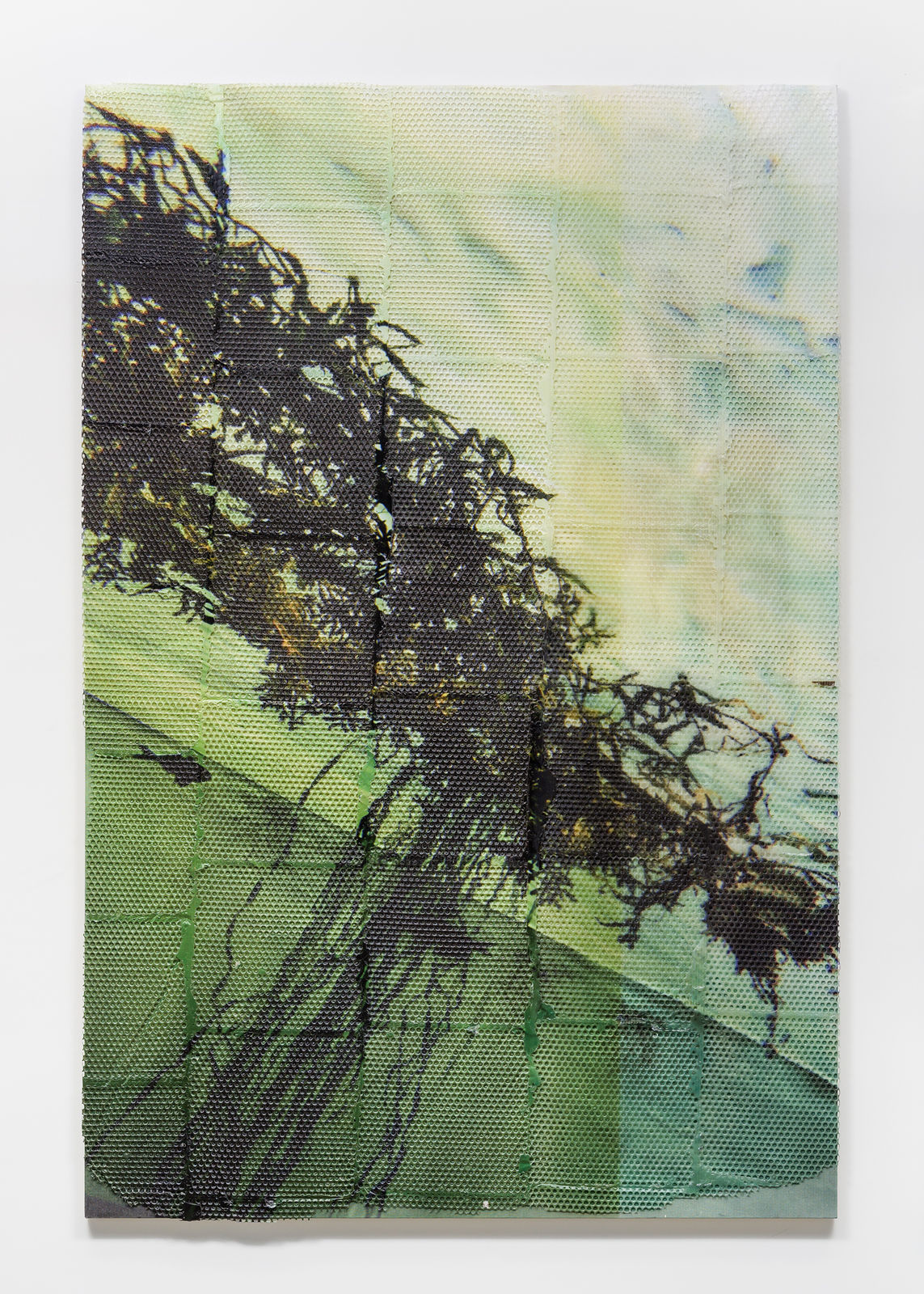 Hugh Scott-Douglas, Natural History, 2019