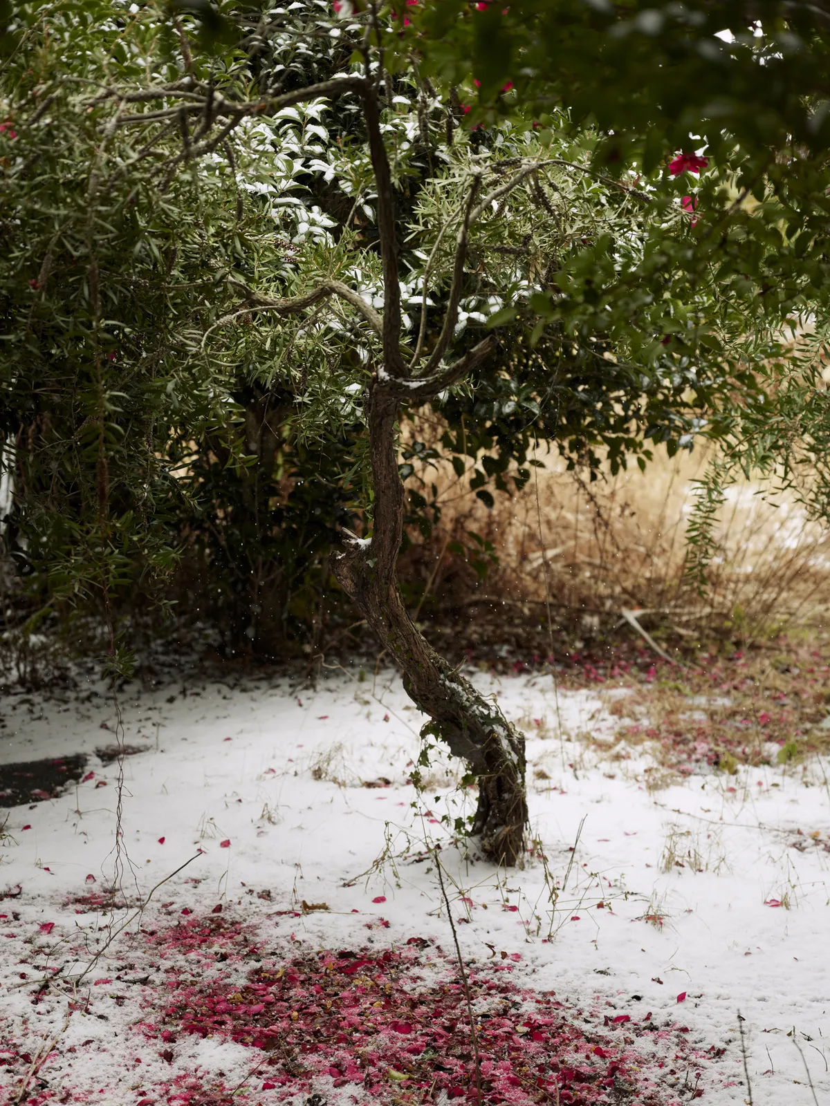 Heeseung Chung, Untitled from the series Faraway, so close, 2025