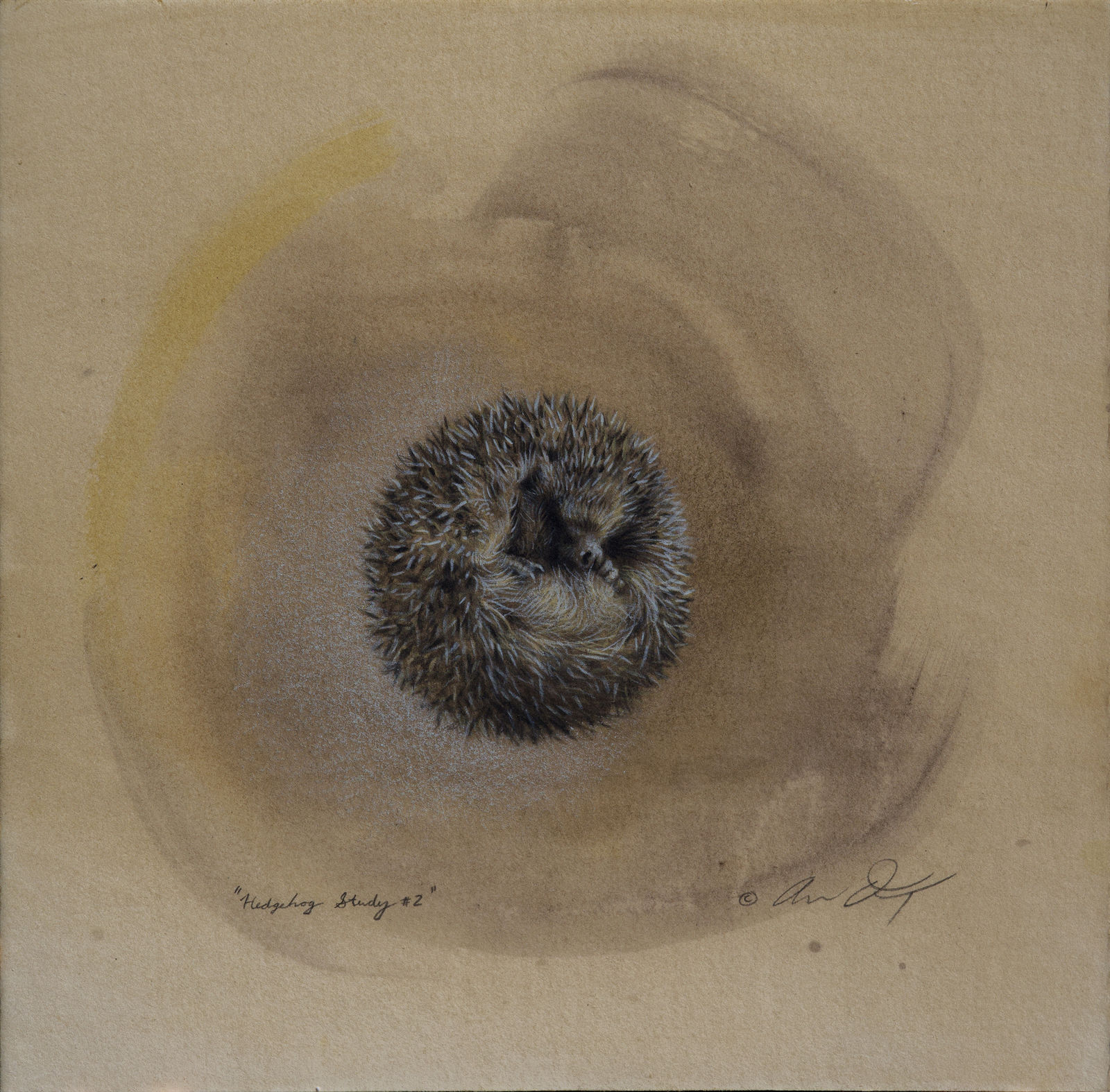 Andrew Denman, Hedgehog Study #2