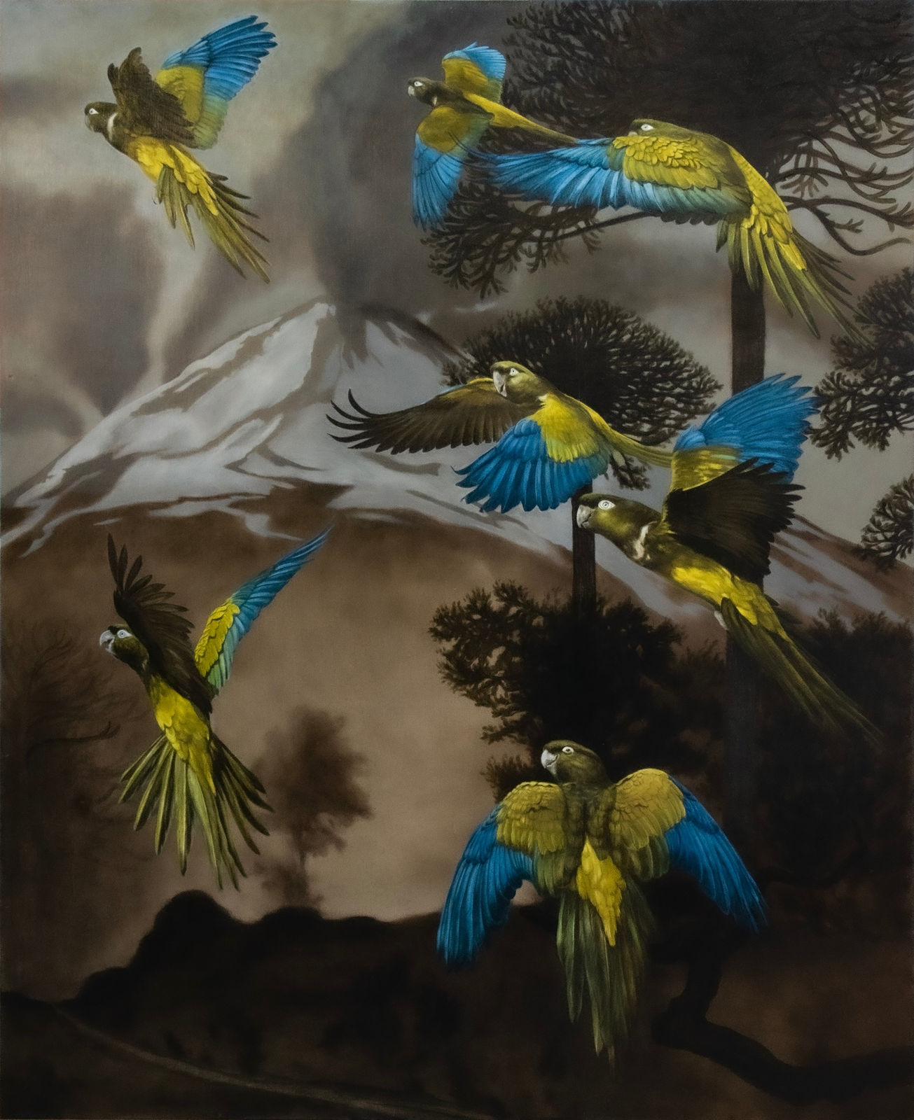 Finn Campbell-Notman, Llaima (Burrowing Parrots), 2025