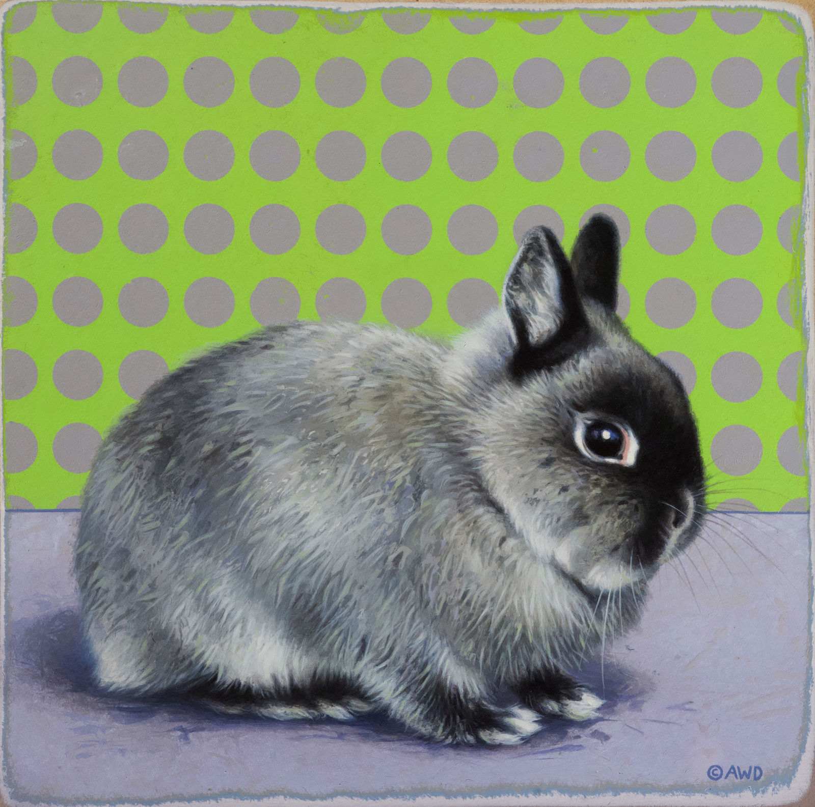 Andrew Denman, Netherland: Dwarf Rabbit