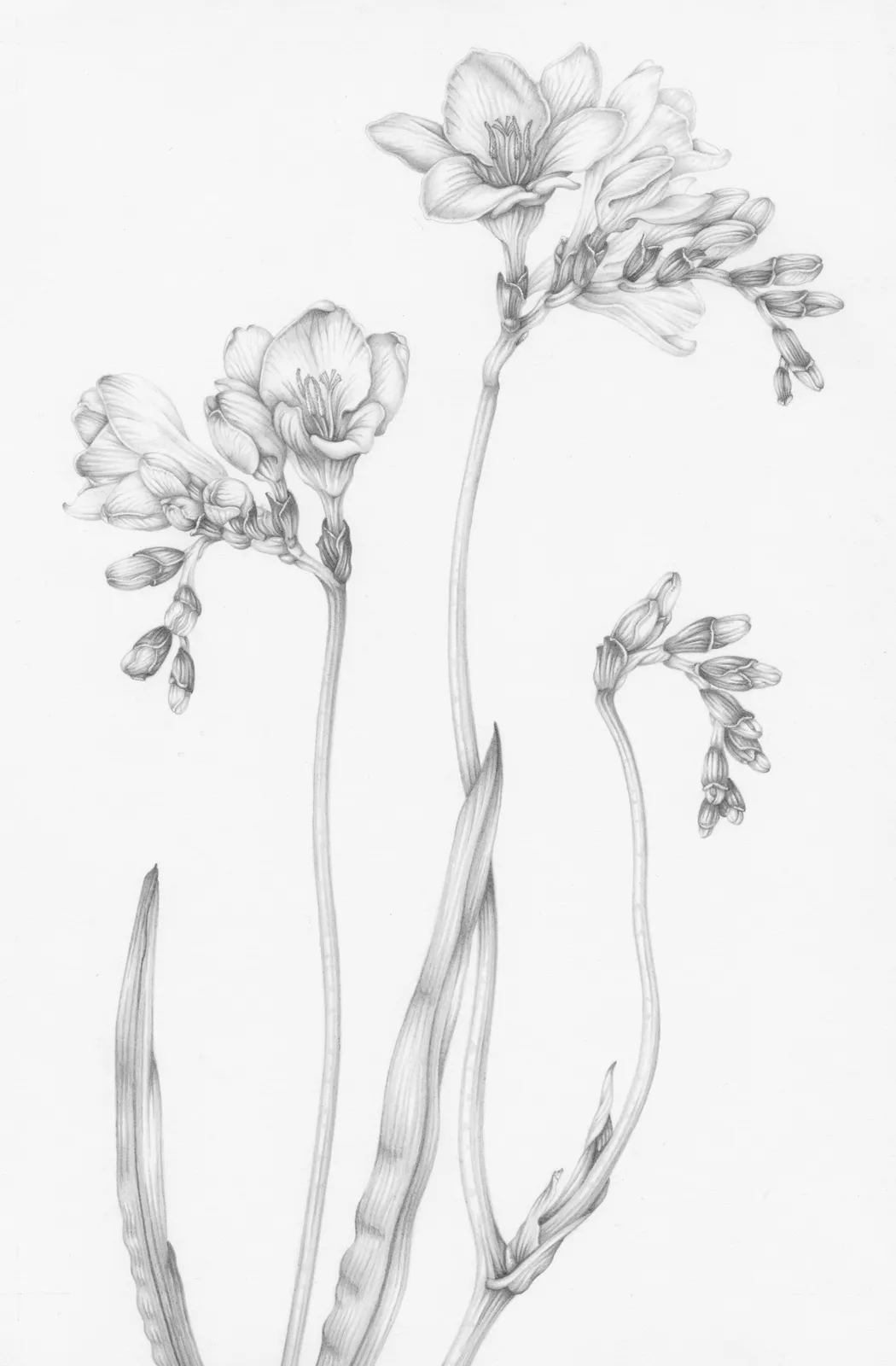 Penny Brown, Freesias, 2021