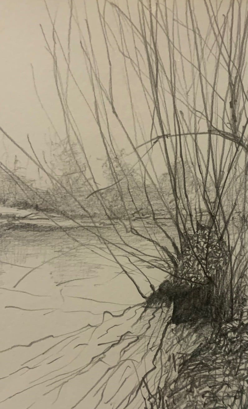 Stephen Bithell, Pollarded Willow and Ivy, North Lake, , 2023
