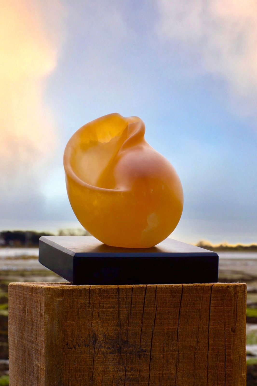 Ray Moseley, Tonna Chinensis, 2022