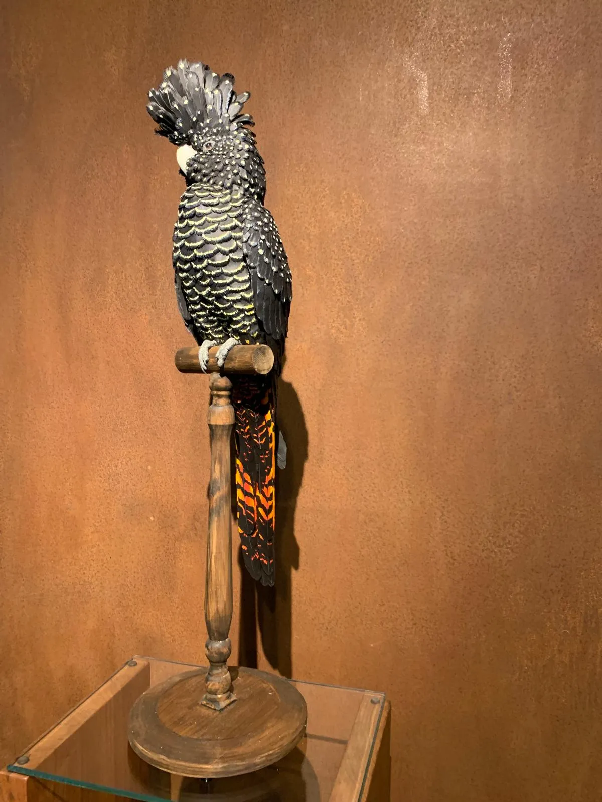 Jamie Lord, Regalia - Black Cockatoo, 2025