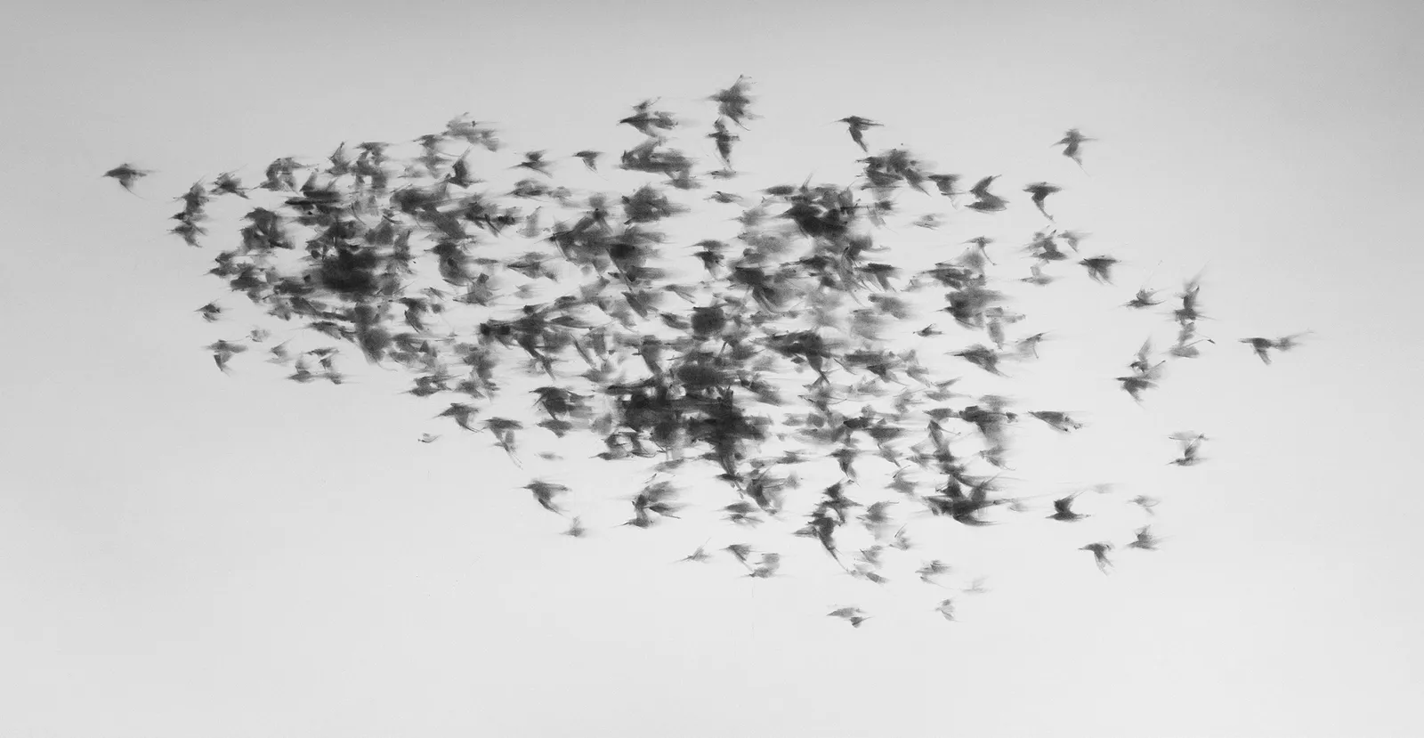 Tianyin Wang, The Flock 01, 2021