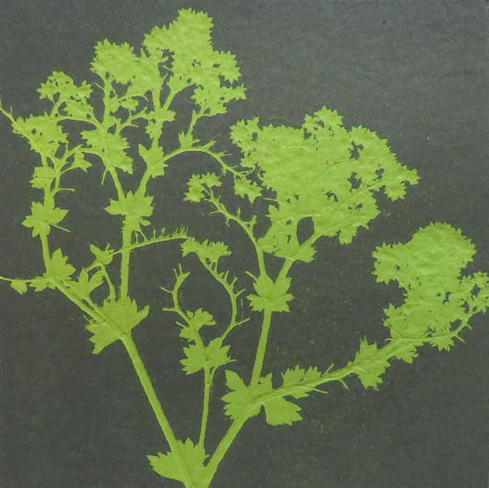 Robin Moorcroft, Floral 1