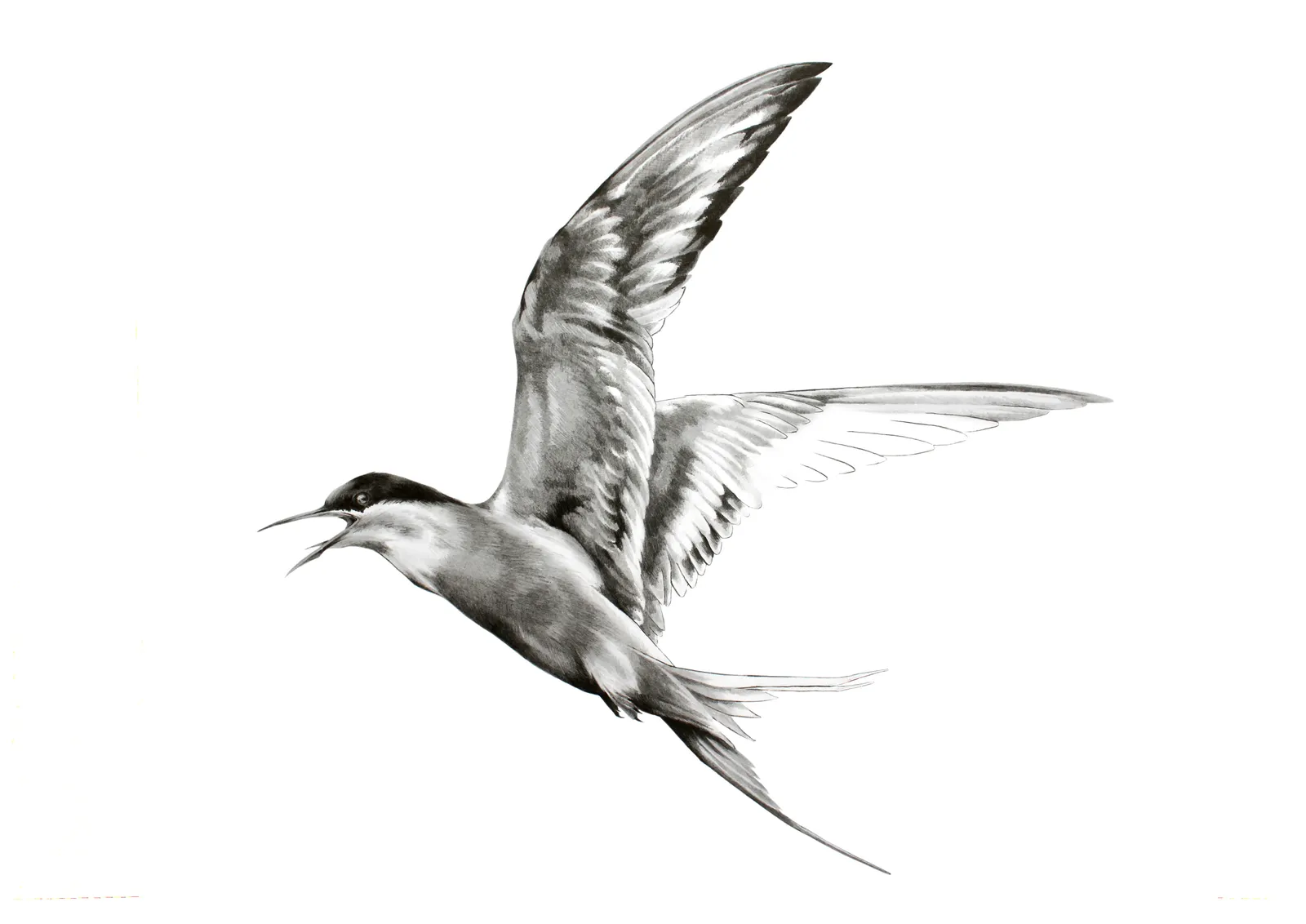 Katy Harrald, Aerialist