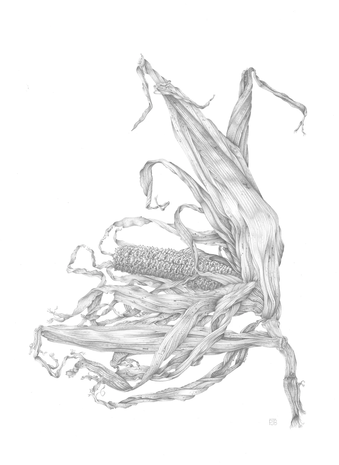 Penny Brown, Drift Corn [Zea mays], 2021