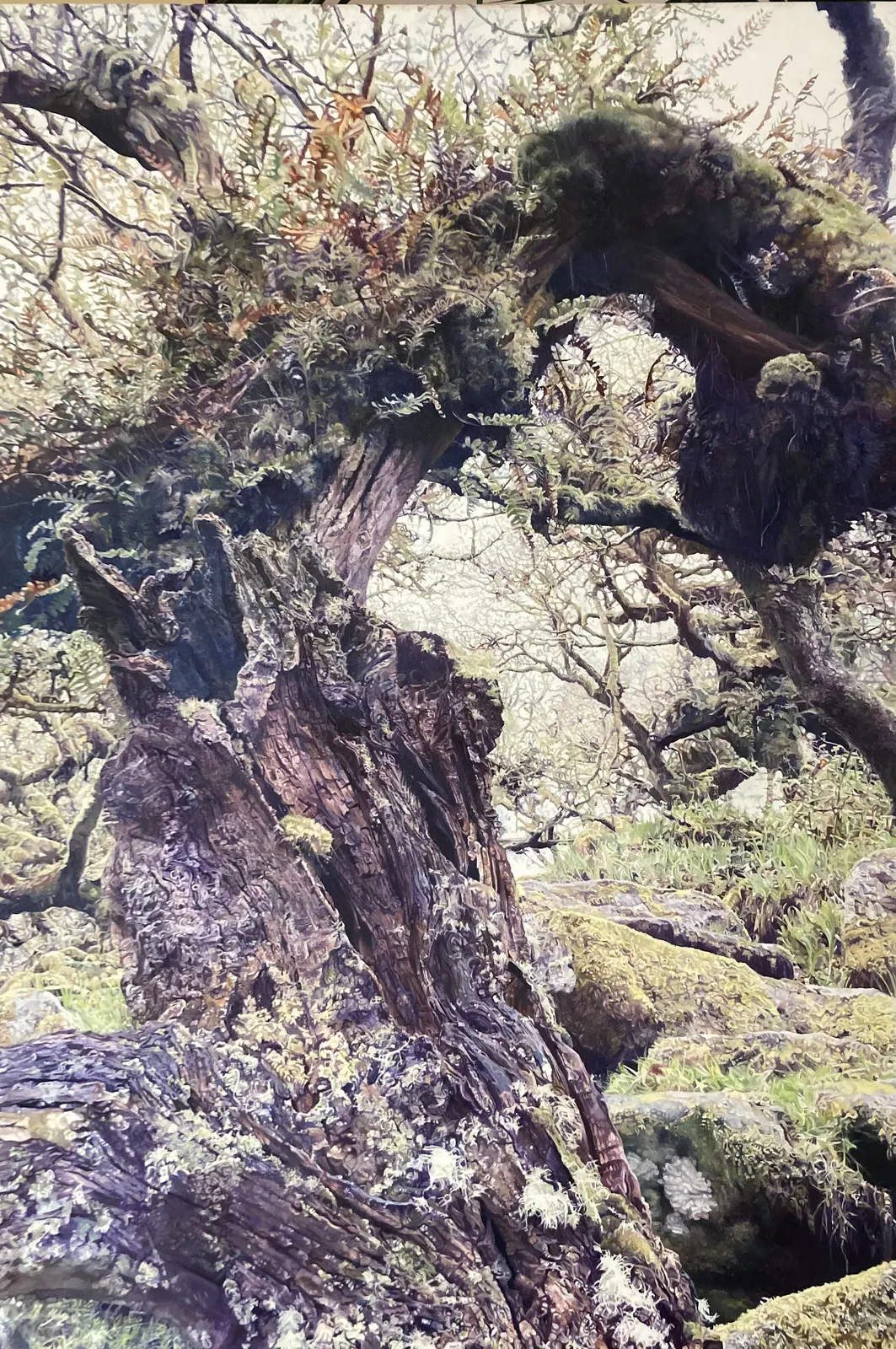 Rosemary Mafrici, Wistmans Wood